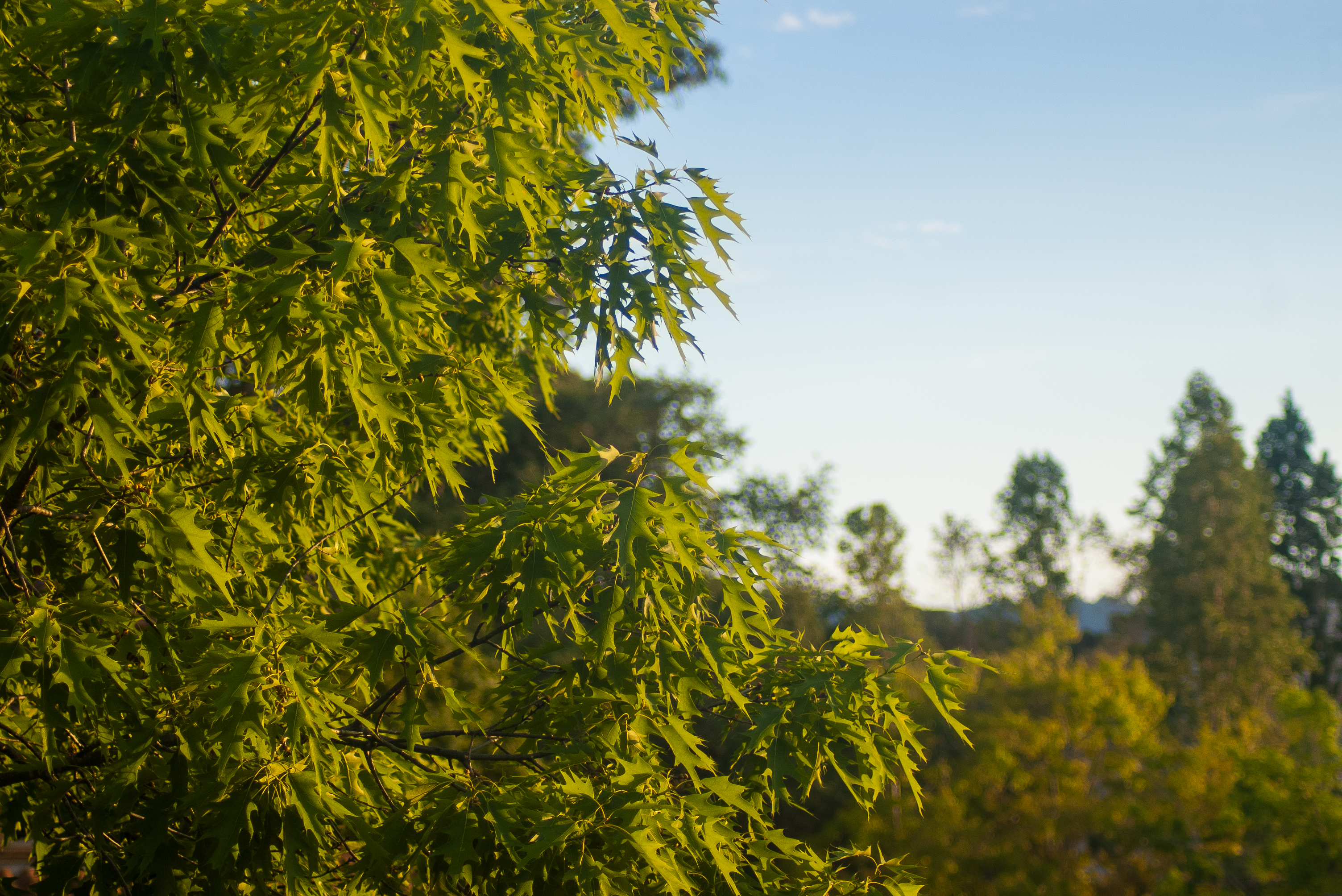 Tranquility, Stanford University, 2020-04-30