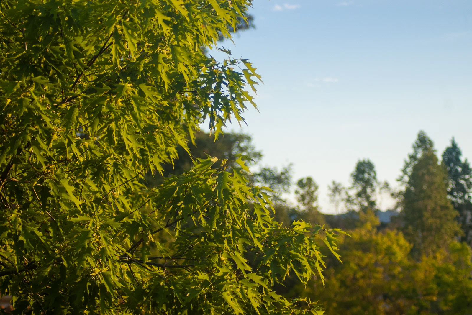 Tranquility, Stanford University, 2020-04-30