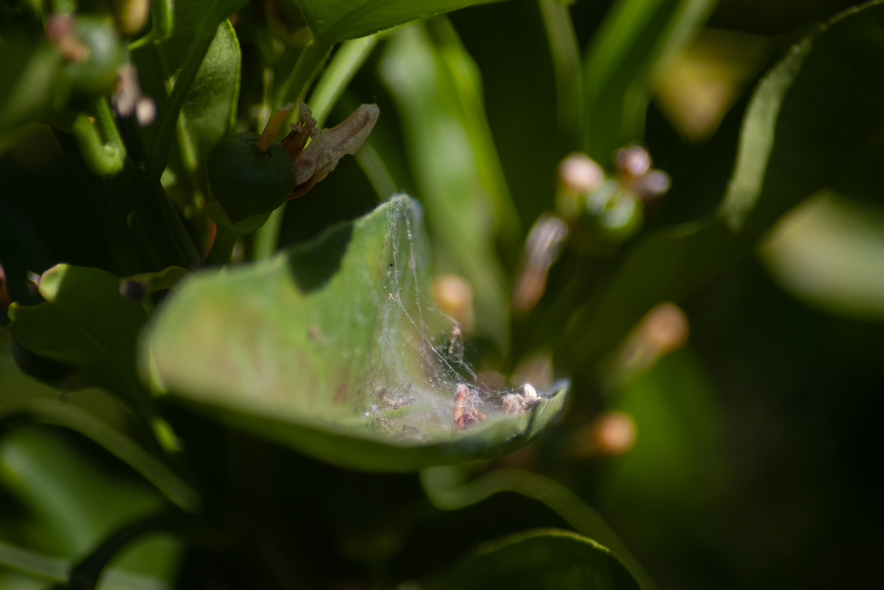 Leaf, Stanford University, 2020-05-01