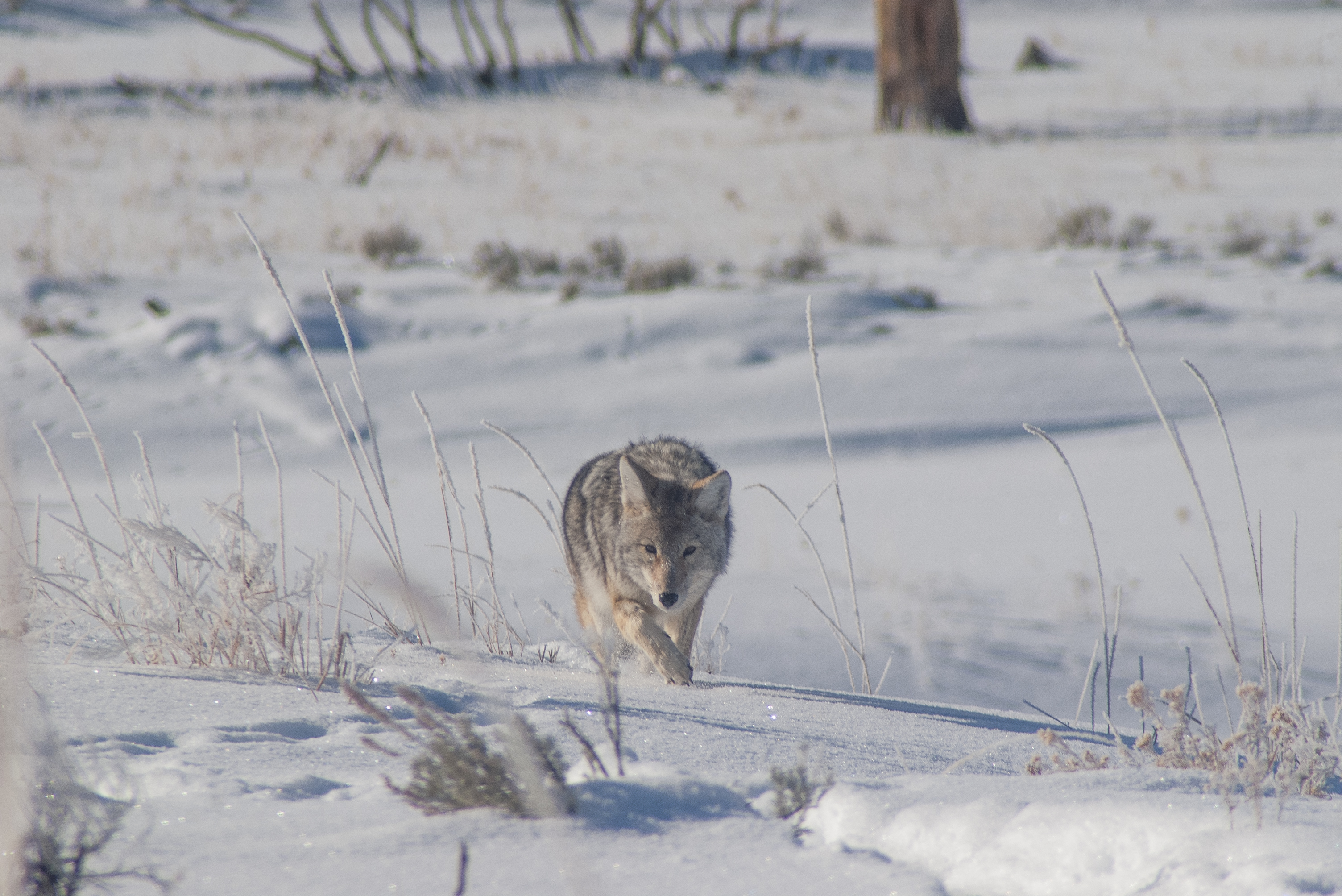 Coyote, Yellowstone National Park, 2019-12-18