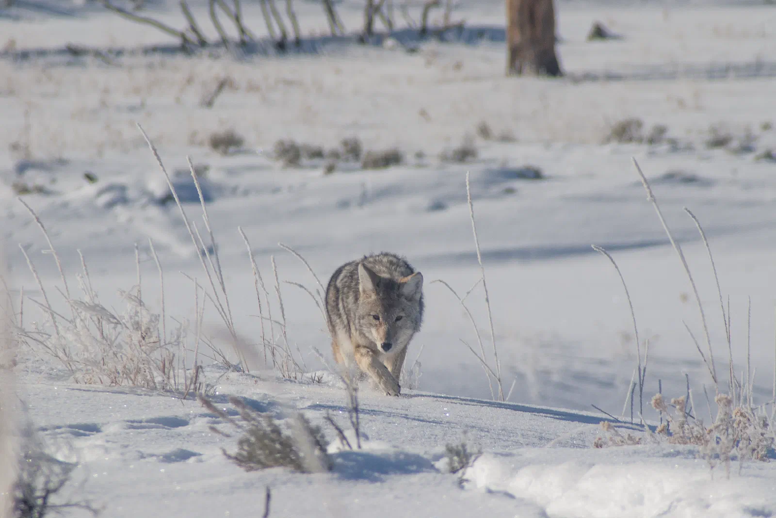 Coyote, Yellowstone National Park, 2019-12-18