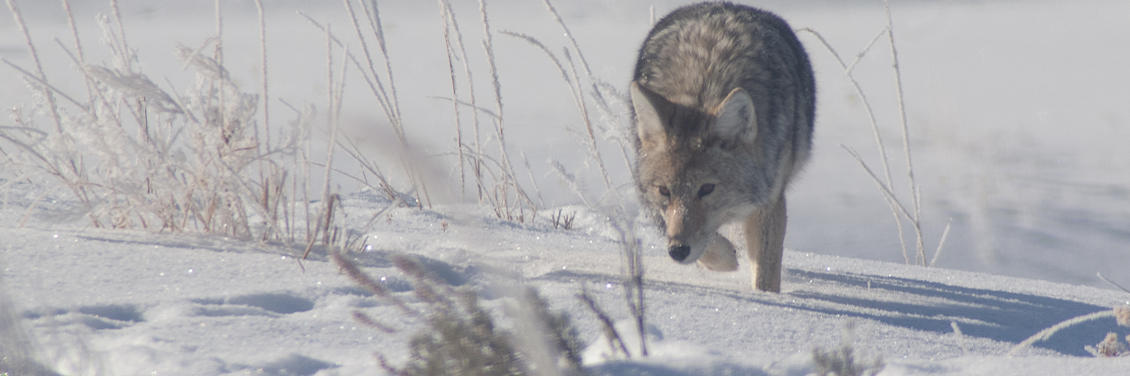 Coyote, Yellowstone National Park, 2019-12-18