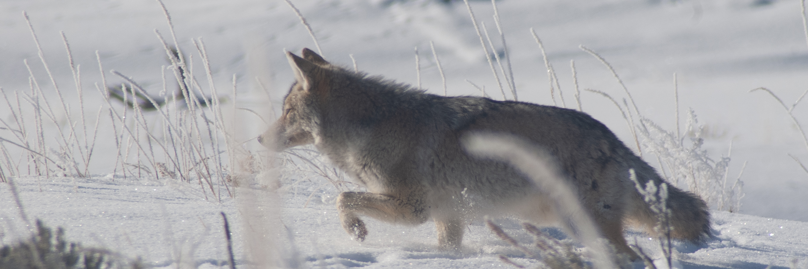Coyote, Yellowstone National Park, 2019-12-18