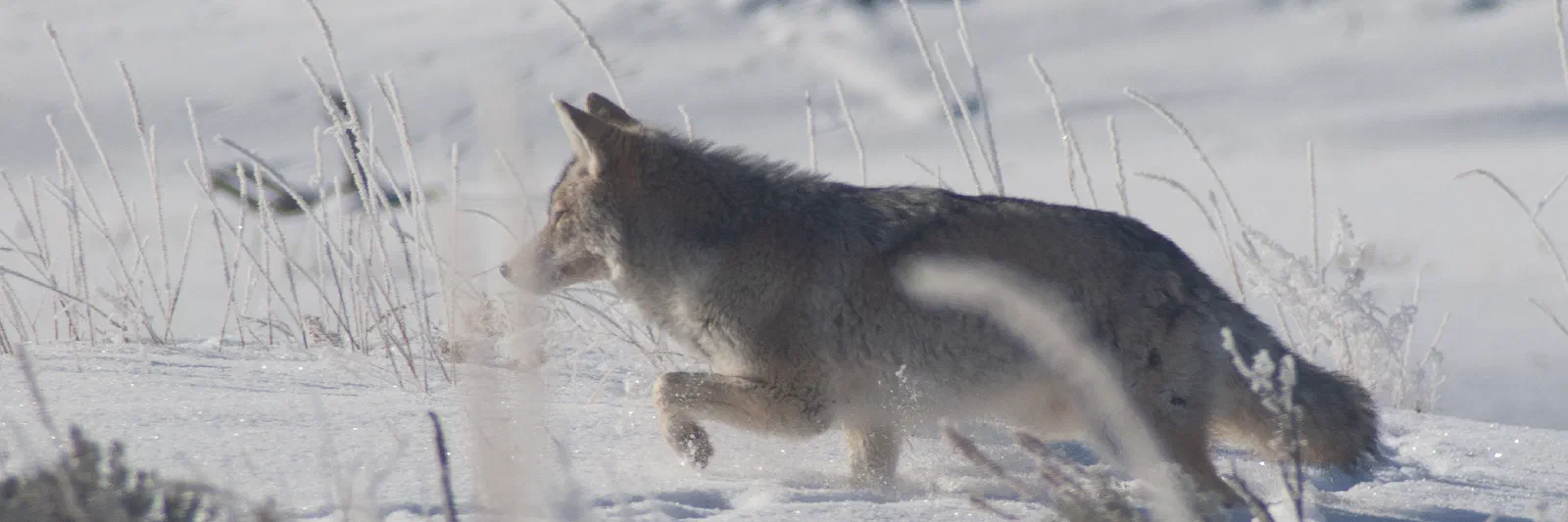 Coyote, Yellowstone National Park, 2019-12-18