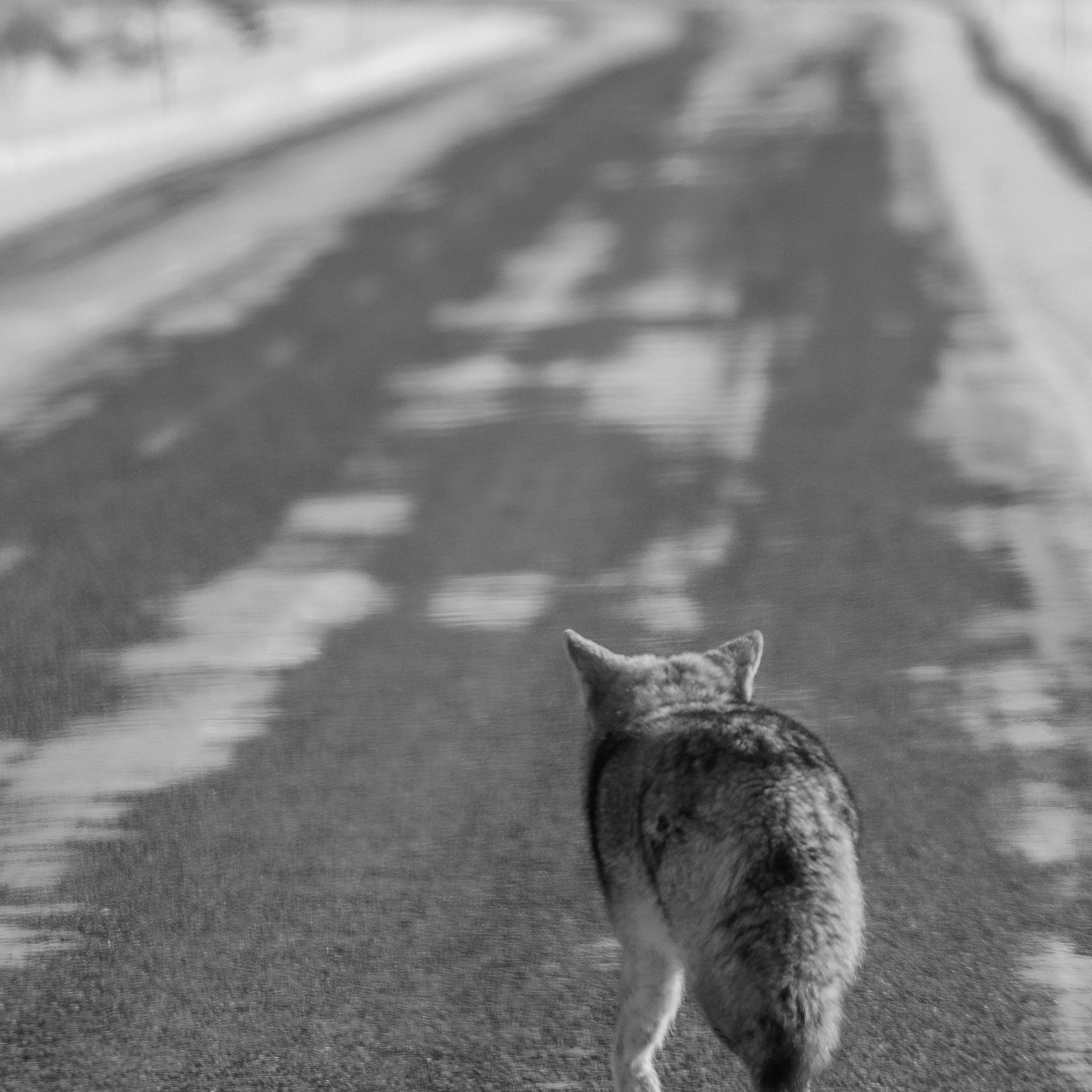 Coyote, Yellowstone National Park, 2019-12-18