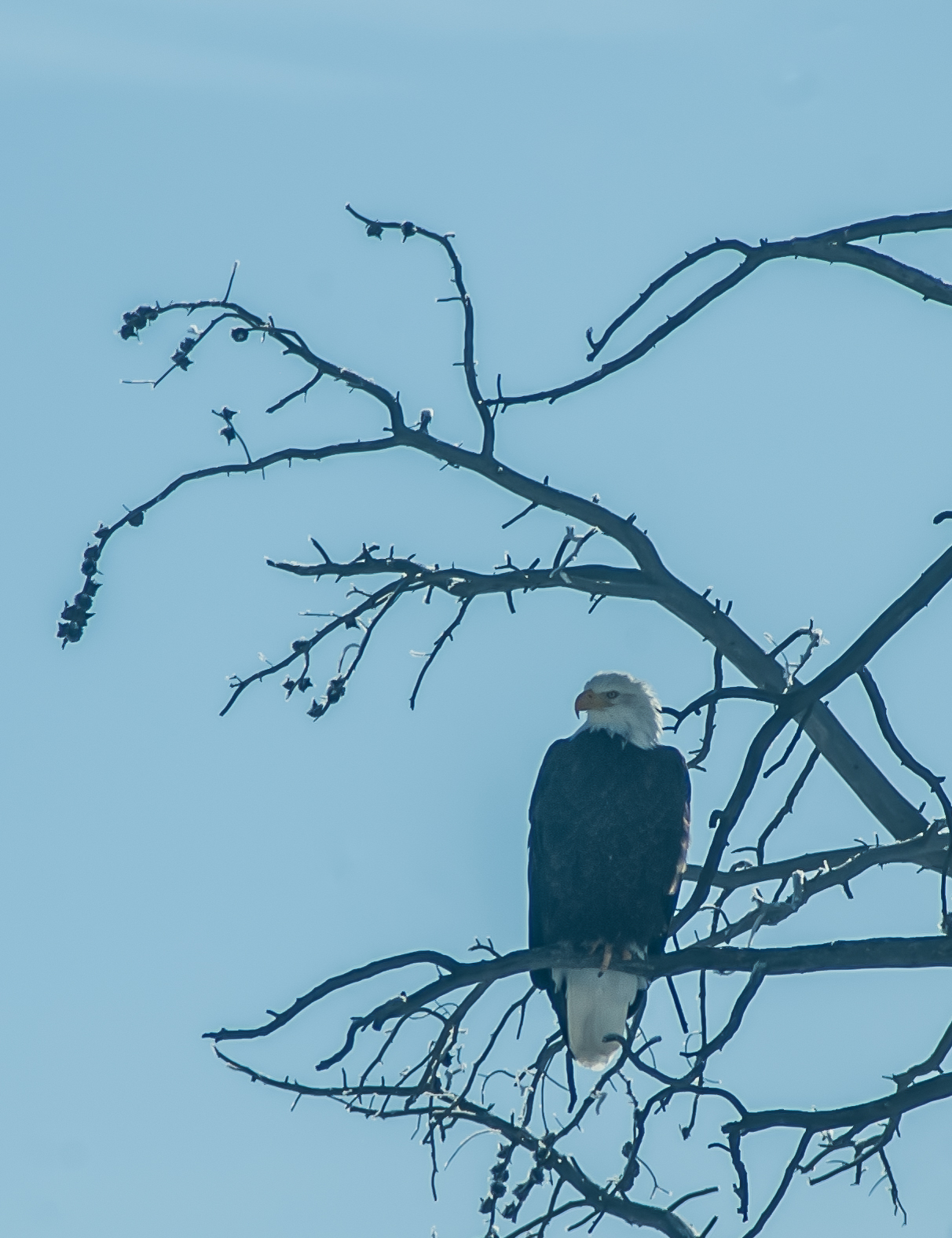 Bald Eagle, Yellowstone National Park, 2019-12-18