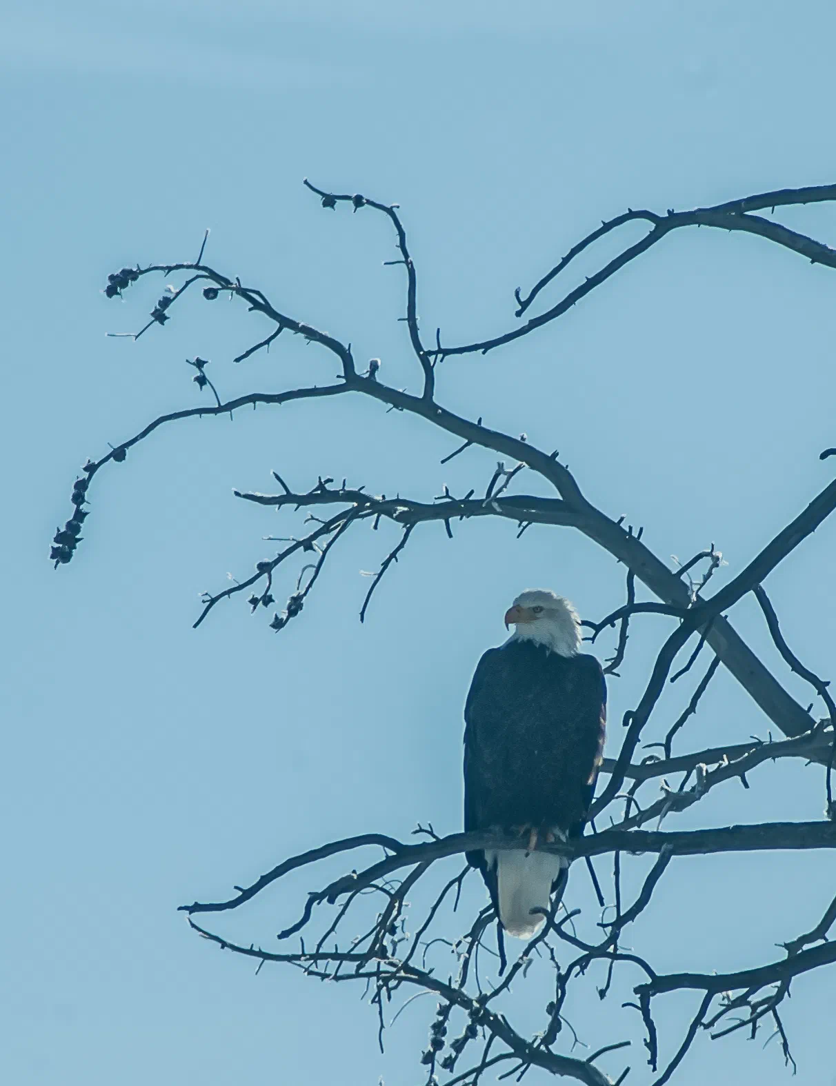Bald Eagle, Yellowstone National Park, 2019-12-18