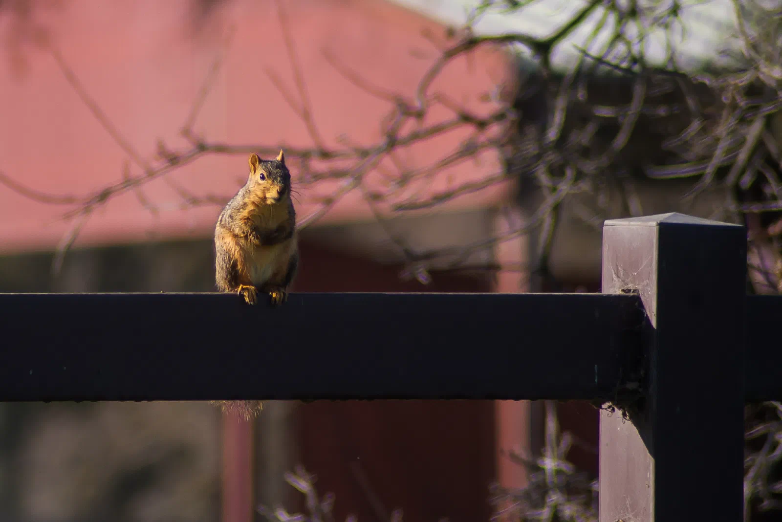 Fox Squirrel, Stanford University, 2020-02-17