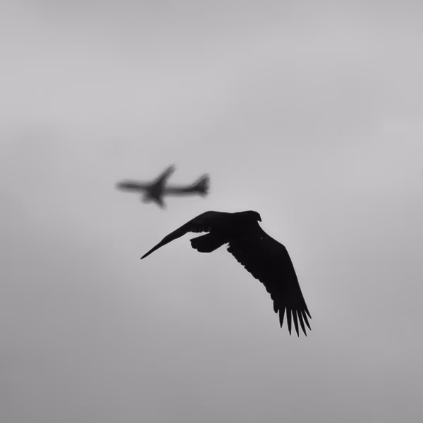 Turkey Vulture, Stanford University, 2020-03-07