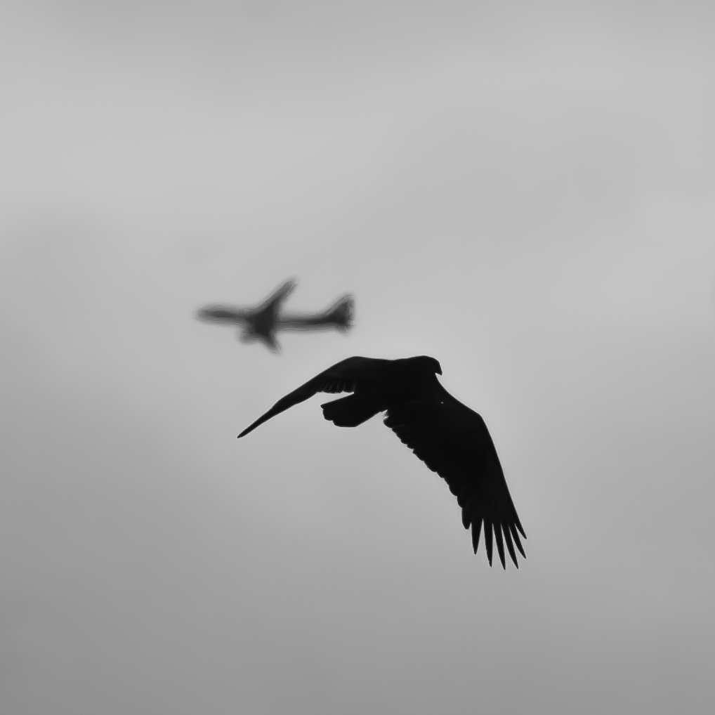 Turkey Vulture, Stanford University, 2020-03-07