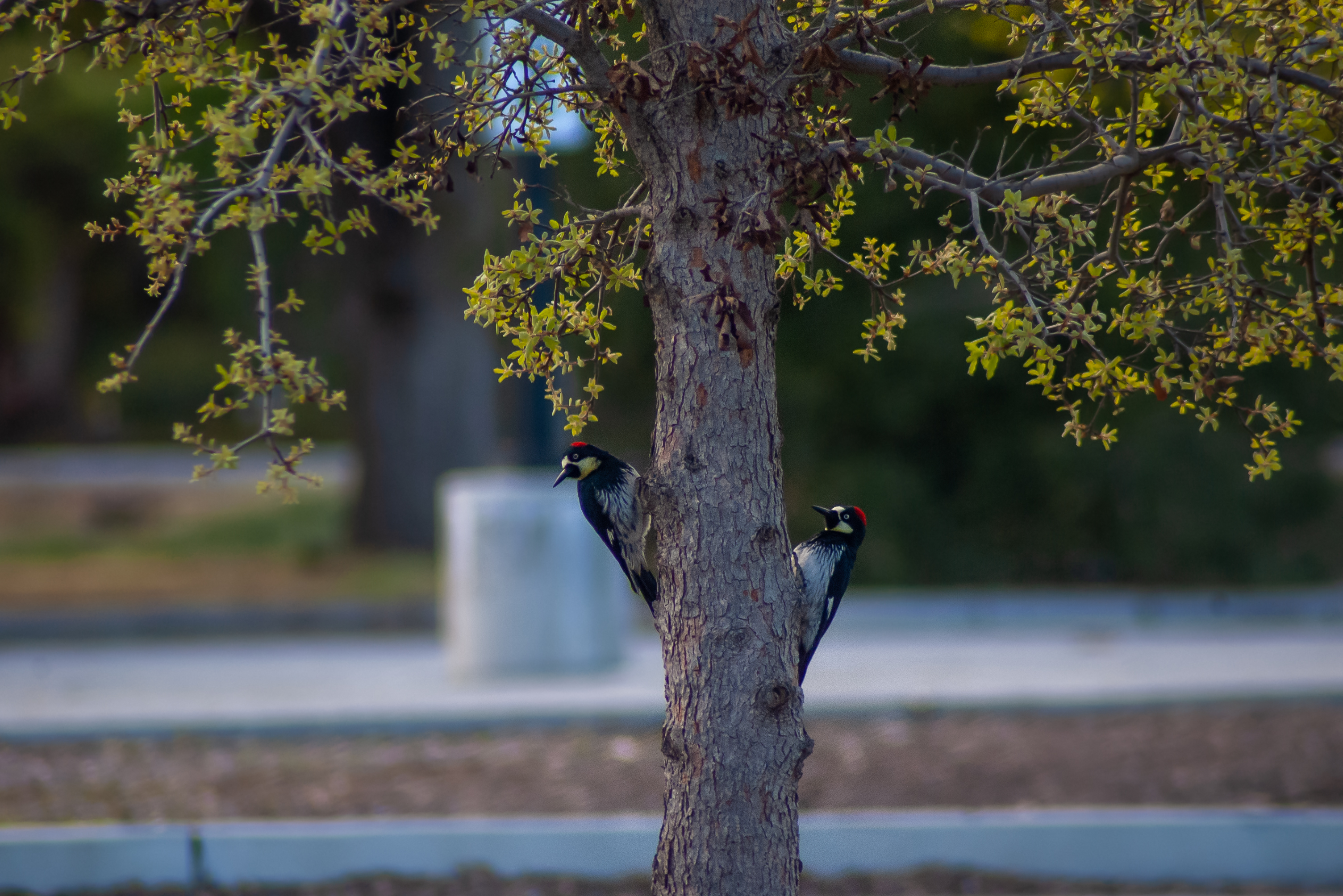 Acorn Woodpeckers, Stanford University, 2020-03-21