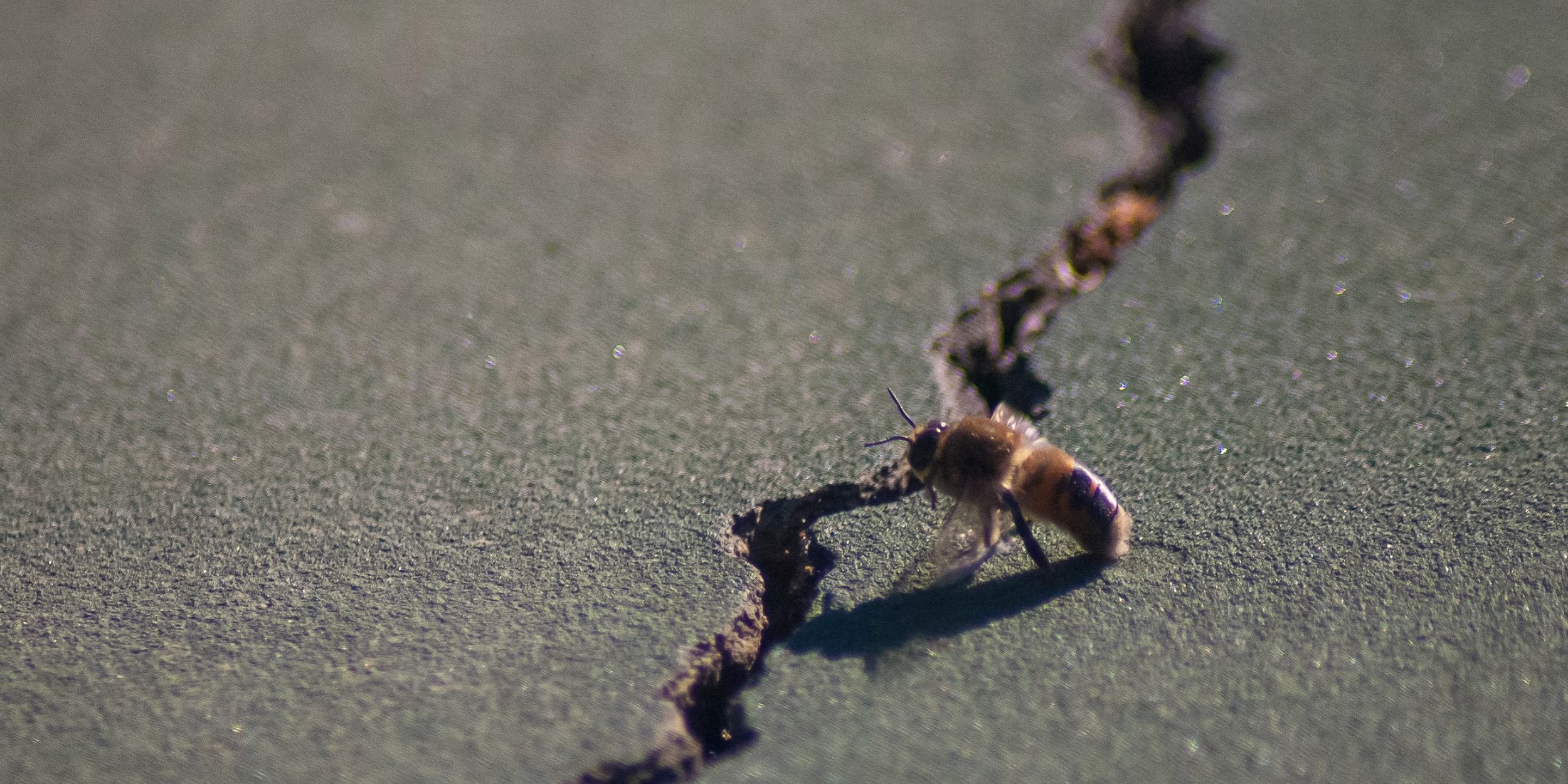 Western Honey Bee, Stanford University, 2020-04-24