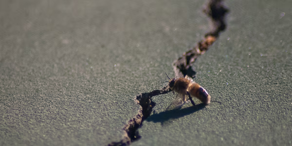 Western Honey Bee, Stanford University, 2020-04-24