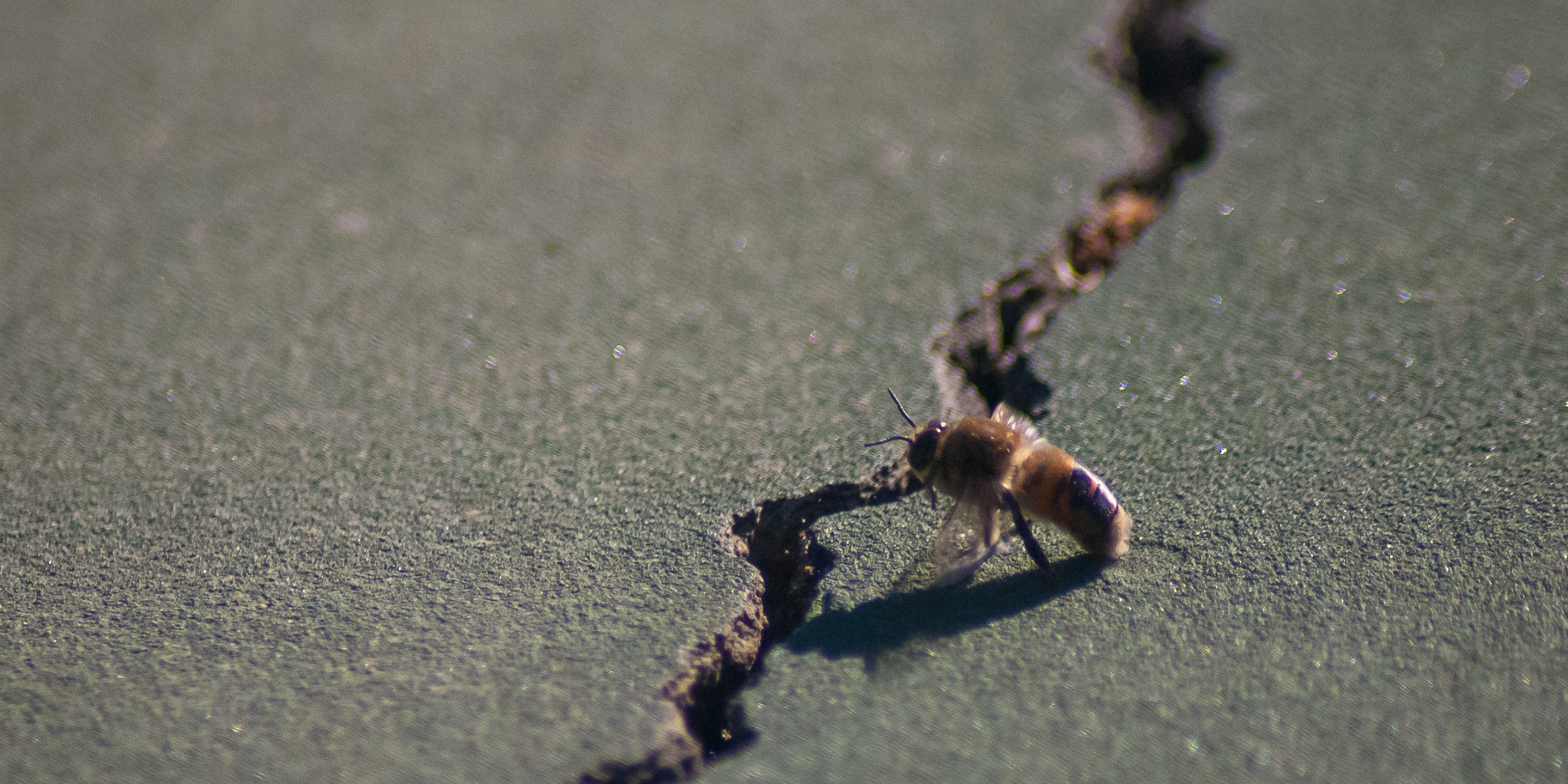 Western Honey Bee, Stanford University, 2020-04-24