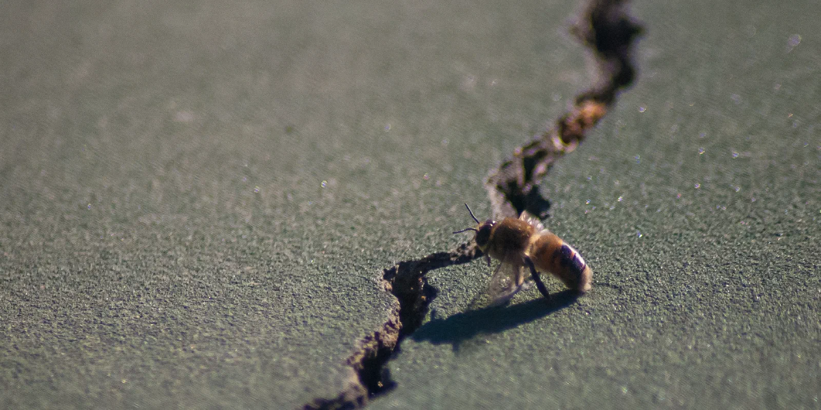 Western Honey Bee, Stanford University, 2020-04-24