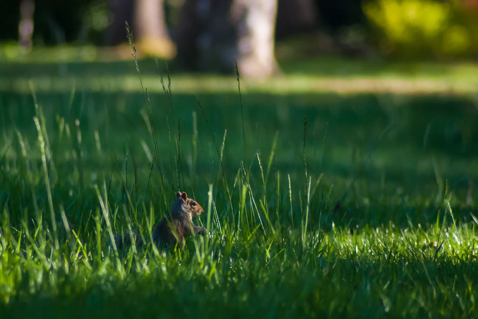 Eastern Gray Squirrel, Stanford University, 2020-04-24