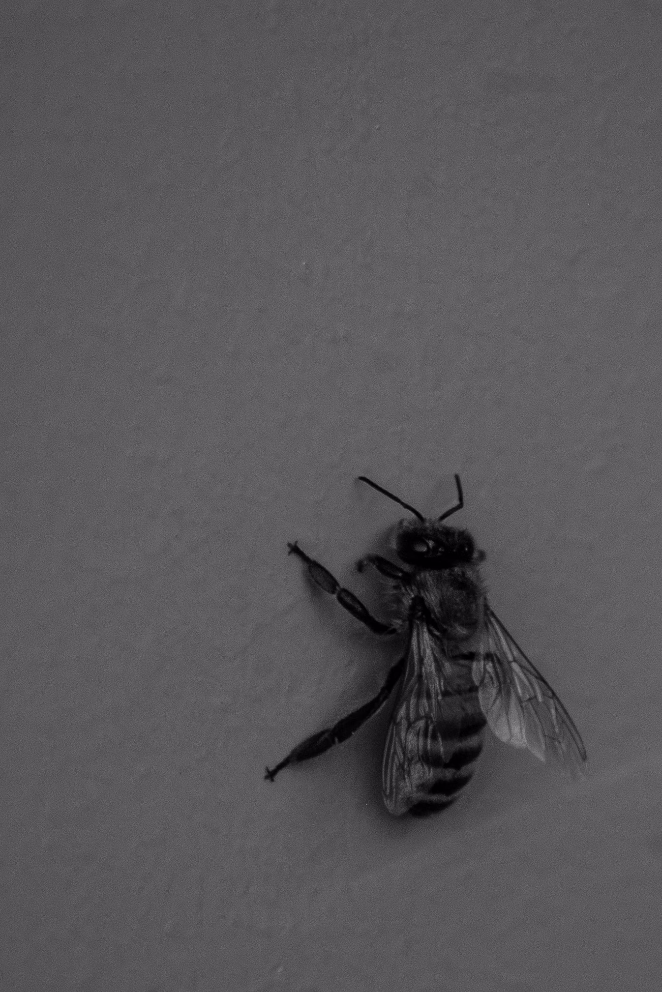 Western Honey Bee, Stanford University, 2020-04-30