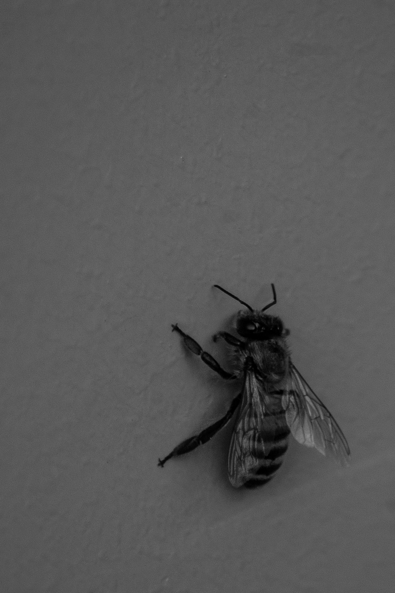 Western Honey Bee, Stanford University, 2020-04-30