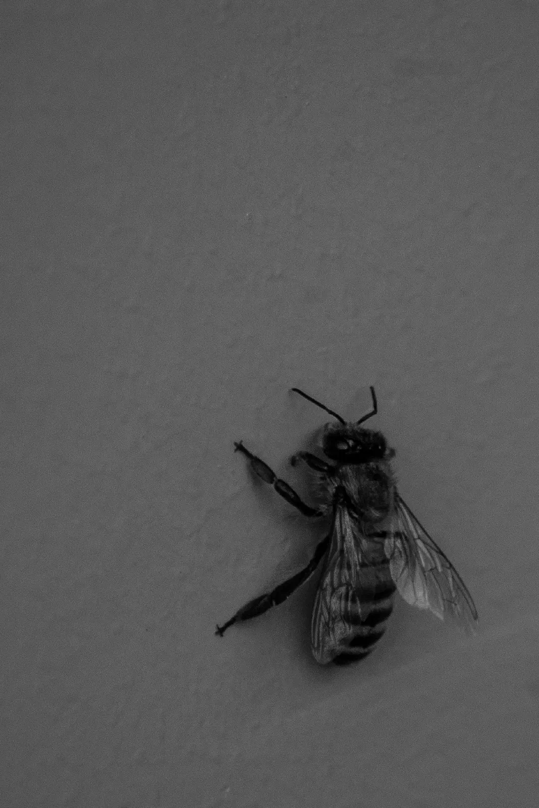 Western Honey Bee, Stanford University, 2020-04-30