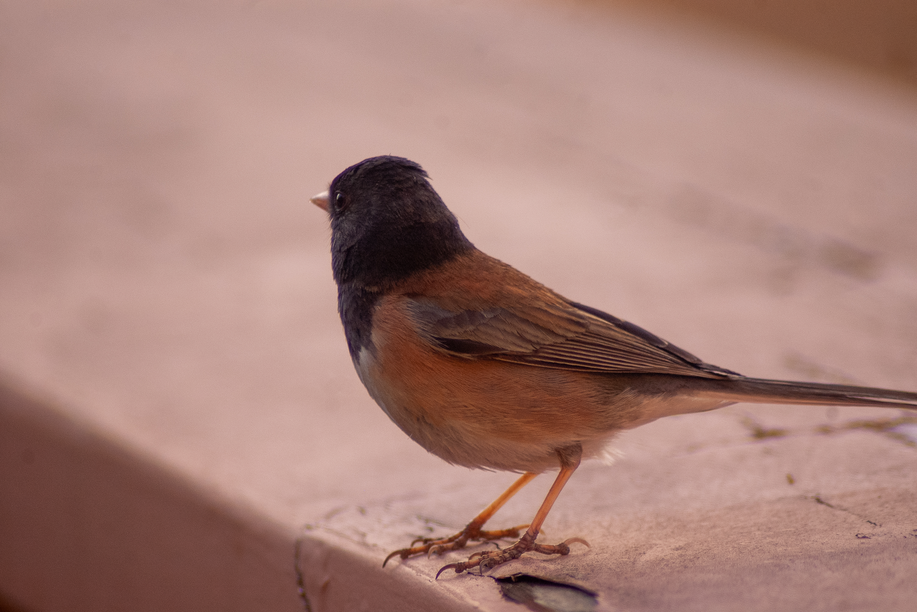 Dark-eyed Junco, Stanford University, 2020-04-30