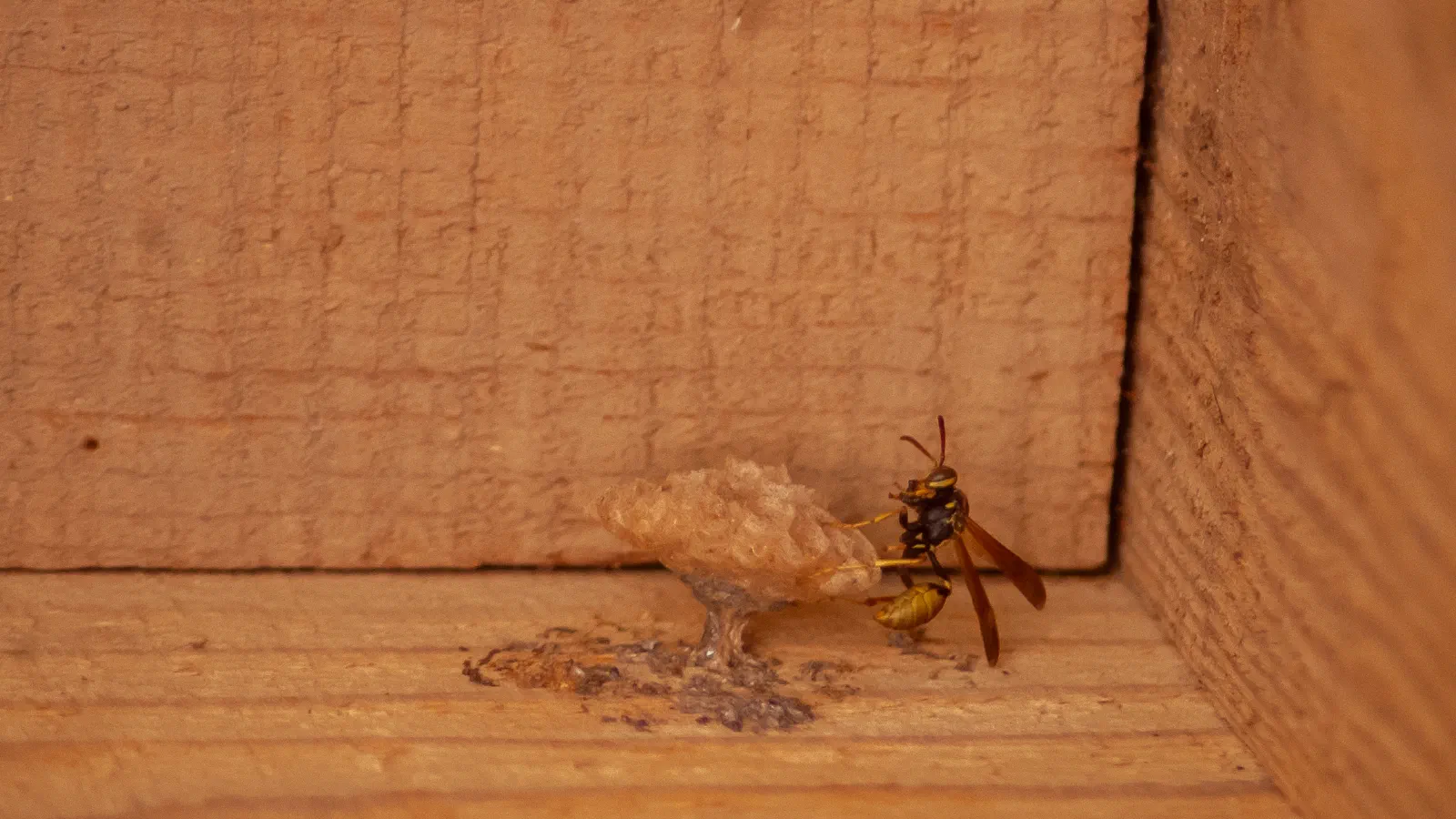 Western Paper Wasp, Stanford University, 2020-04-30