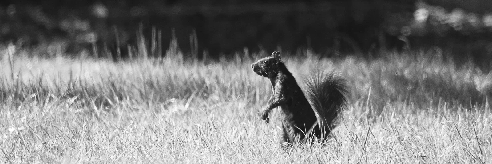 Eastern Gray Squirrel, Stanford University, 2020-05-01 (B&W)