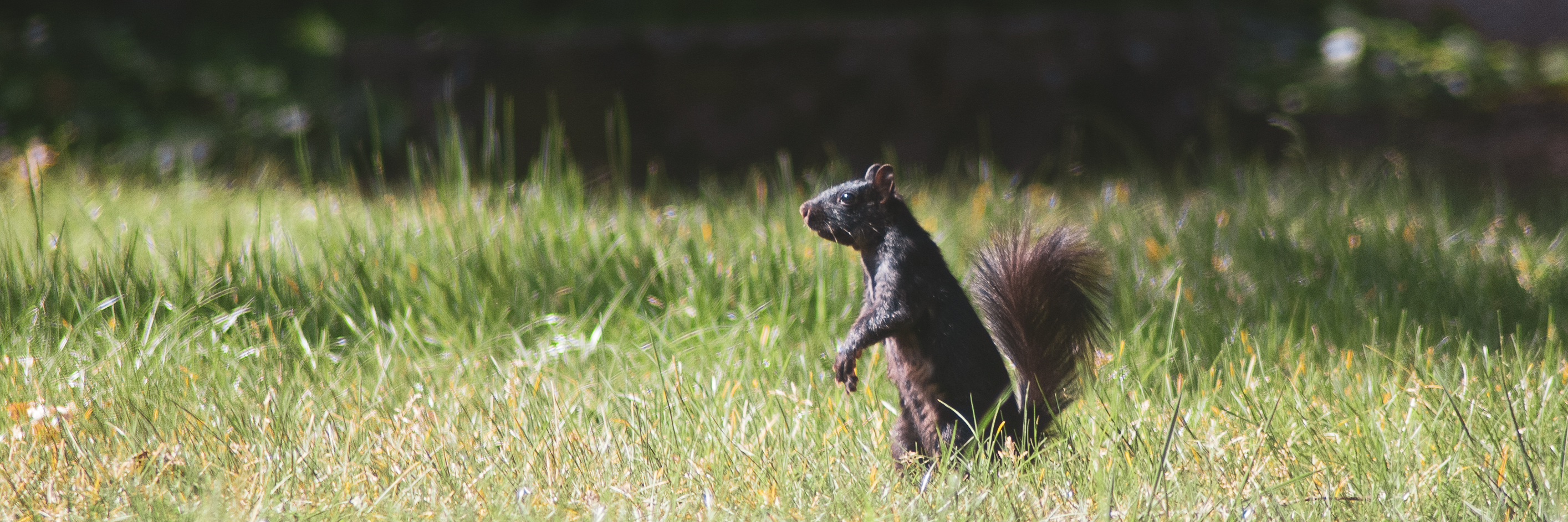 Eastern Gray Squirrel, Stanford University, 2020-05-01