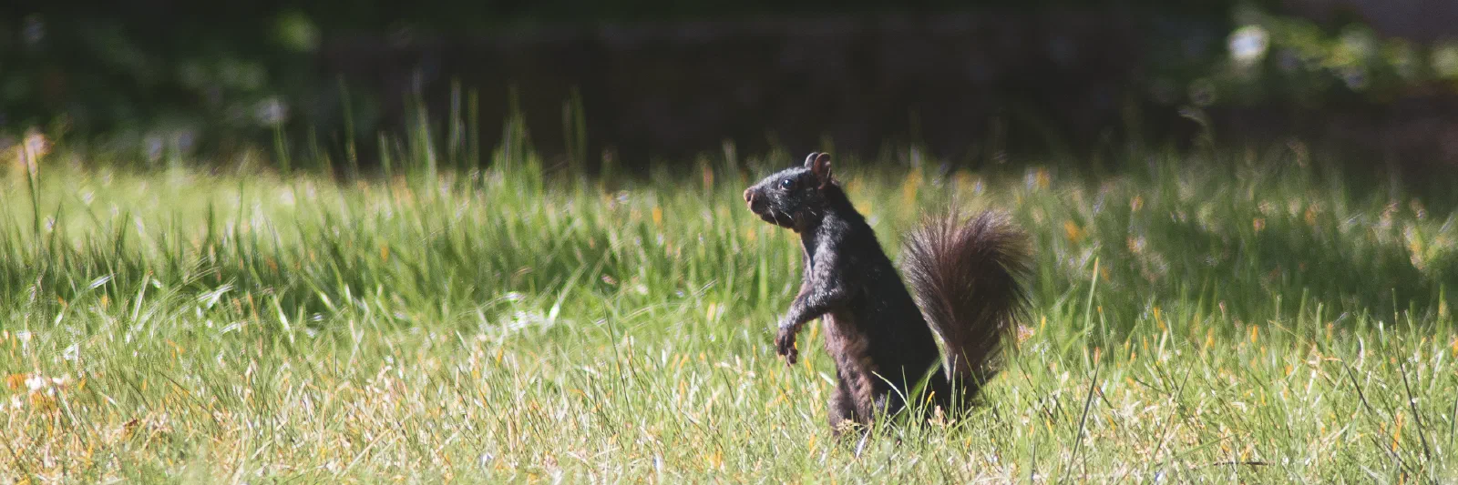 Eastern Gray Squirrel, Stanford University, 2020-05-01