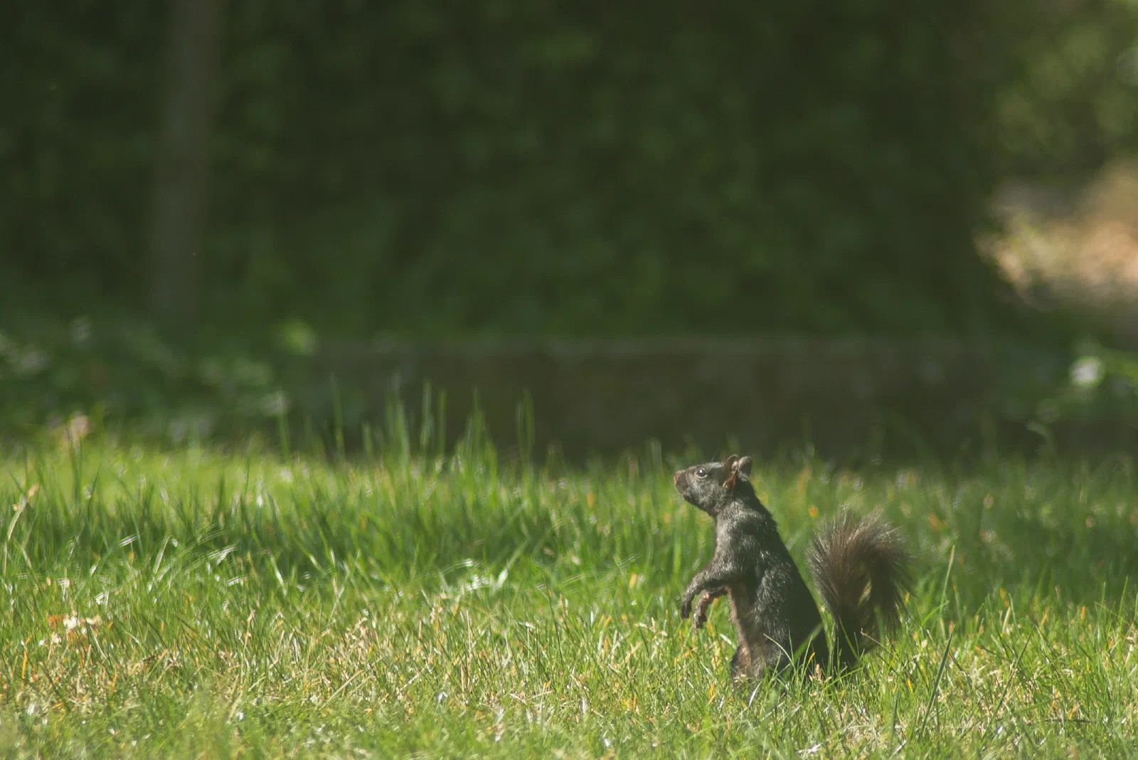 Eastern Gray Squirrel, Stanford University, 2020-05-01