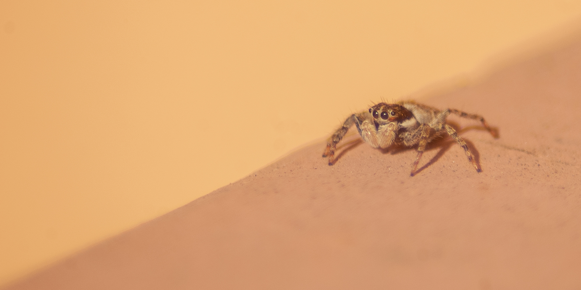 Jumping Spider, Stanford University, 2020-05-03