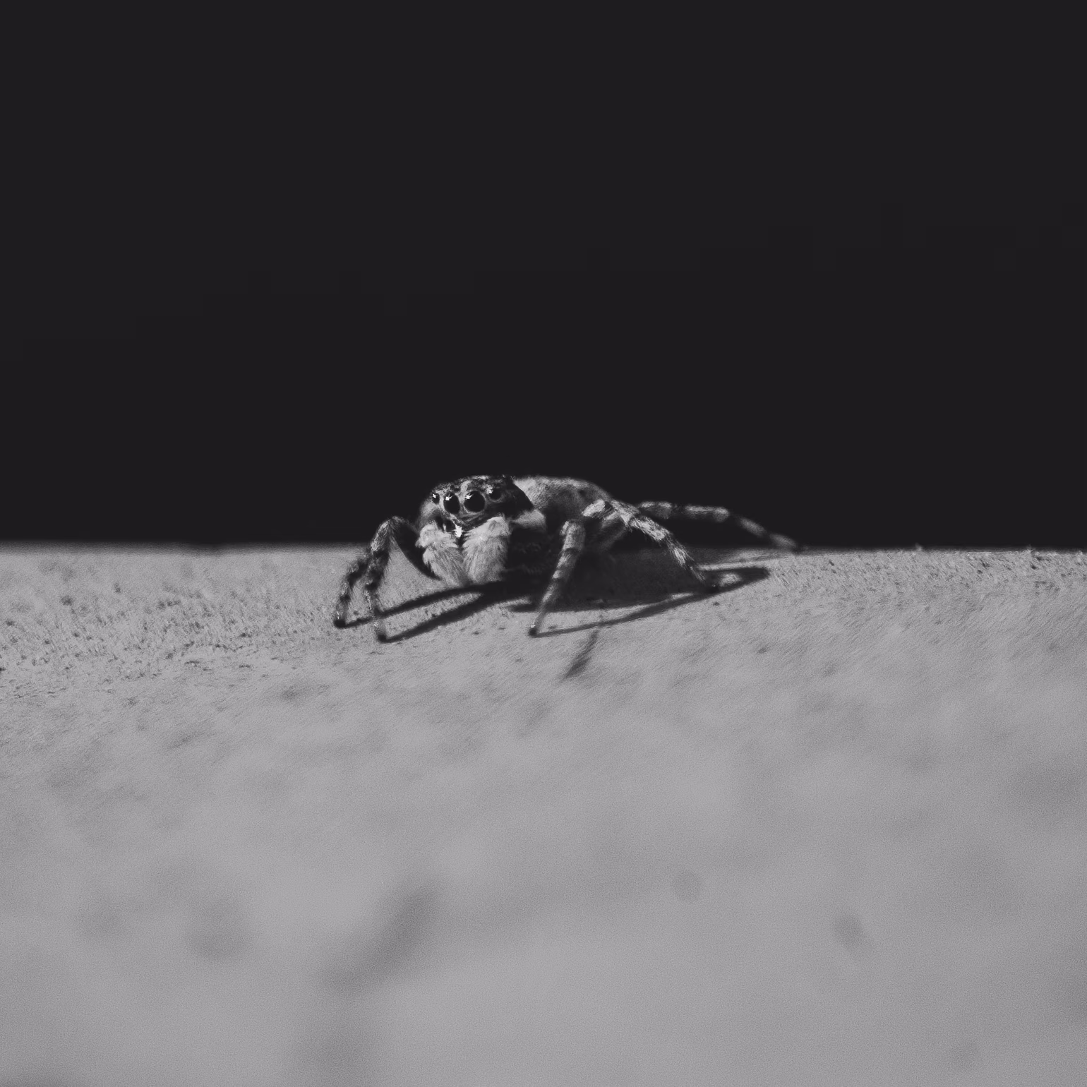 Jumping Spider, Stanford University, 2020-05-03