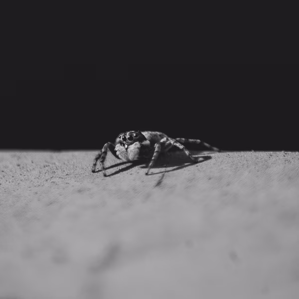 Jumping Spider, Stanford University, 2020-05-03