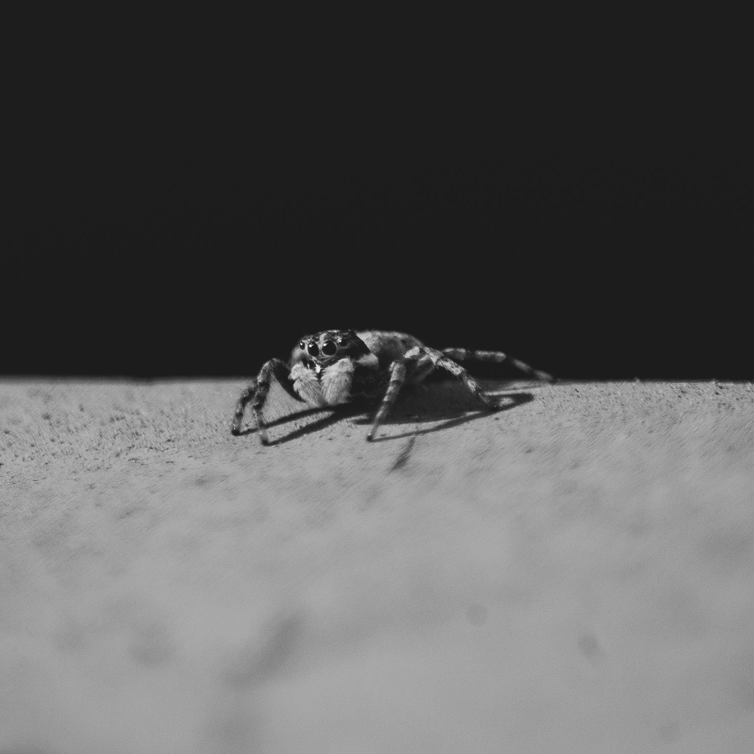 Jumping Spider, Stanford University, 2020-05-03