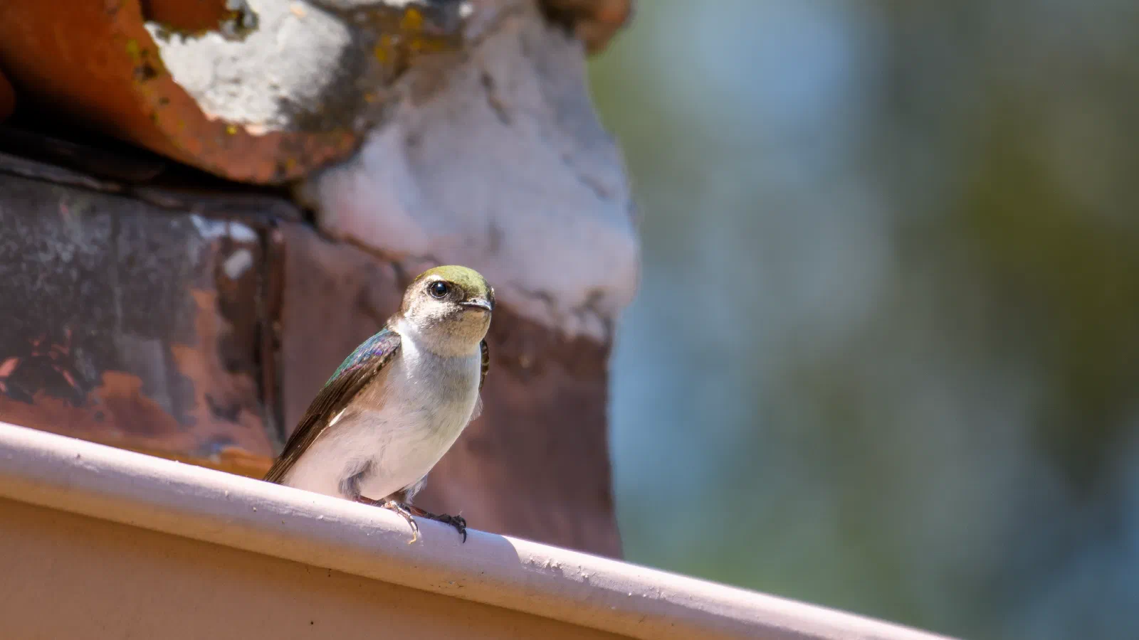 Violet-green Swallow, Stanford University, 2020-05-09