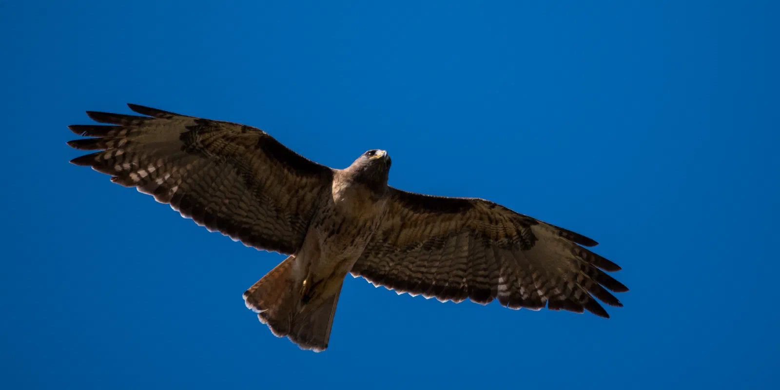 Red-tailed Hawk, Stanford University, 2020-05-09