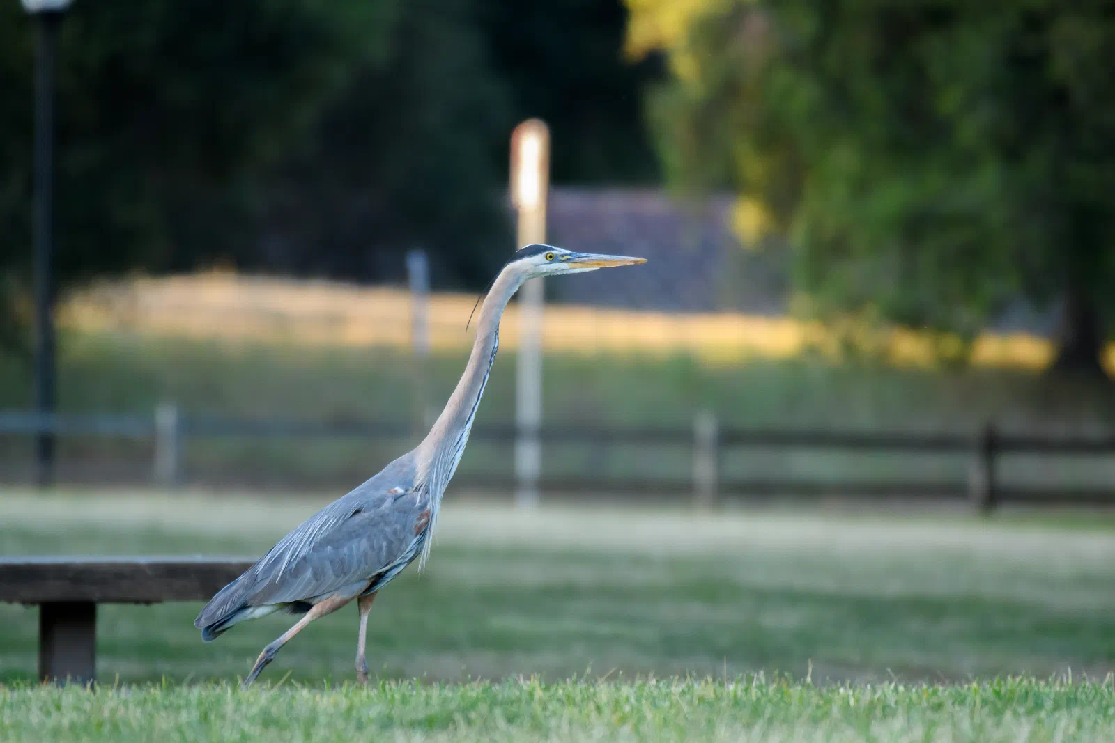 Great Blue Heron, Stanford University, 2020-05-09