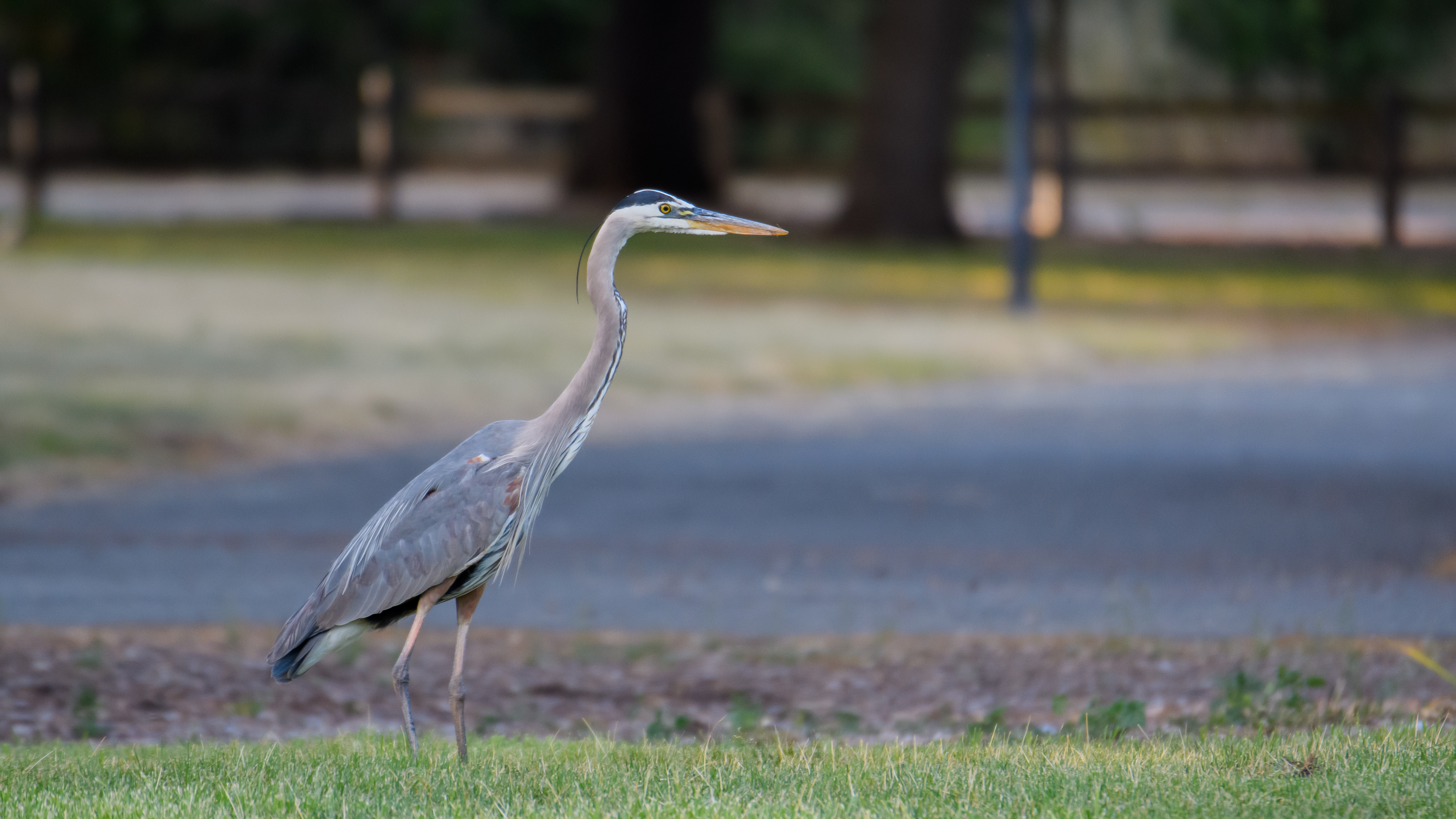 Great Blue Heron, Stanford University, 2020-05-09