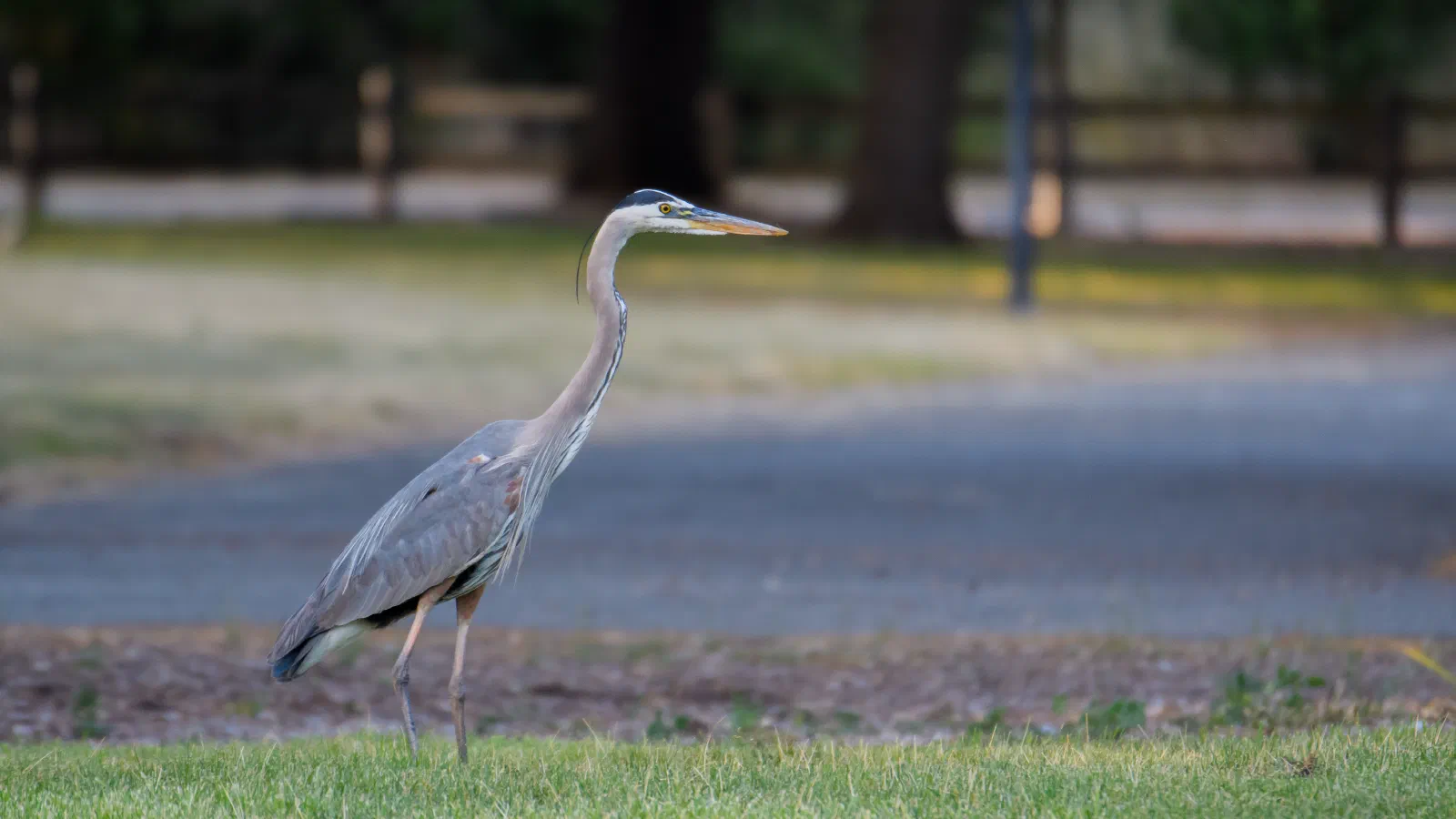 Great Blue Heron, Stanford University, 2020-05-09