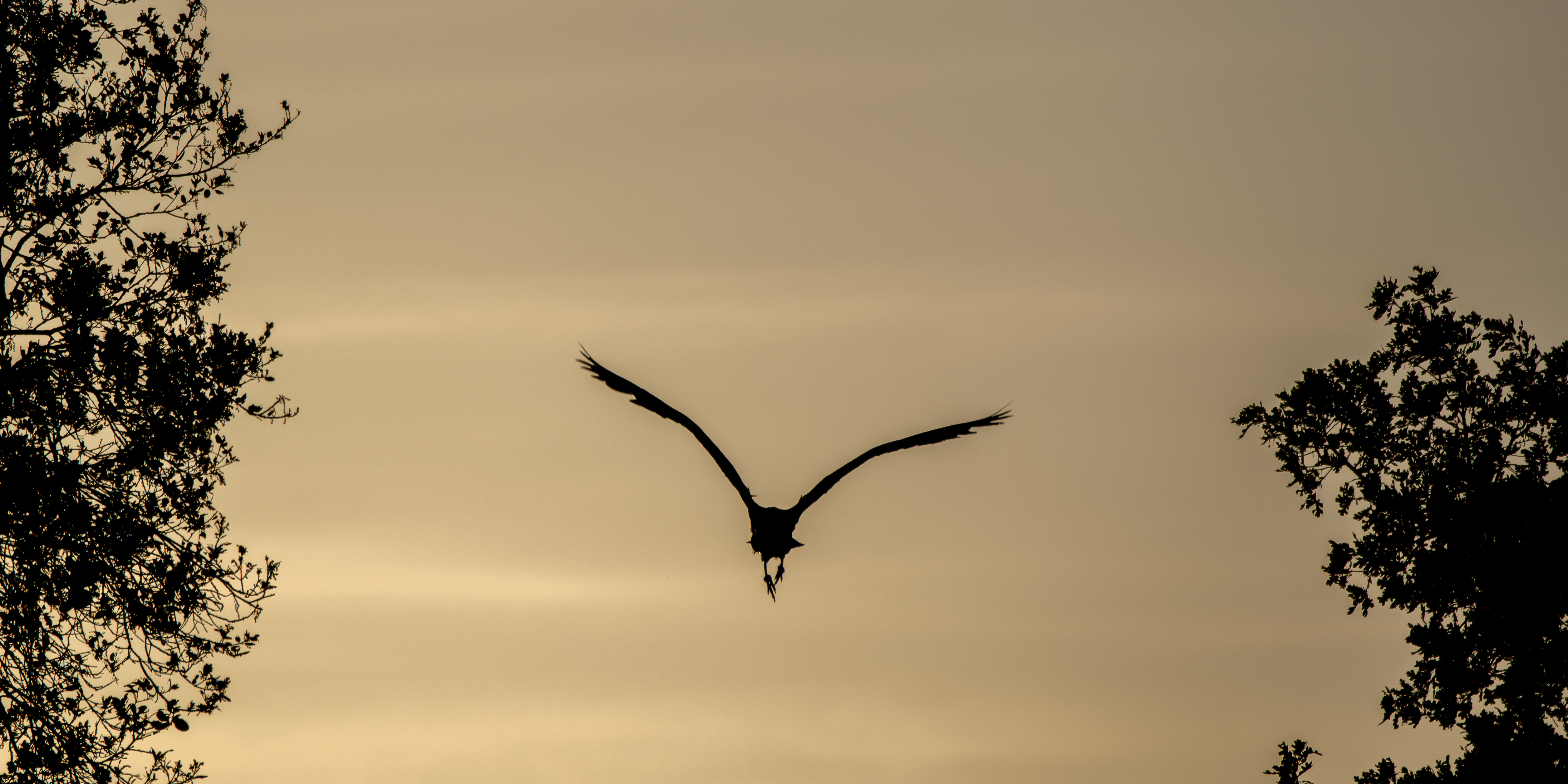 Great Blue Heron, Stanford University, 2020-05-09