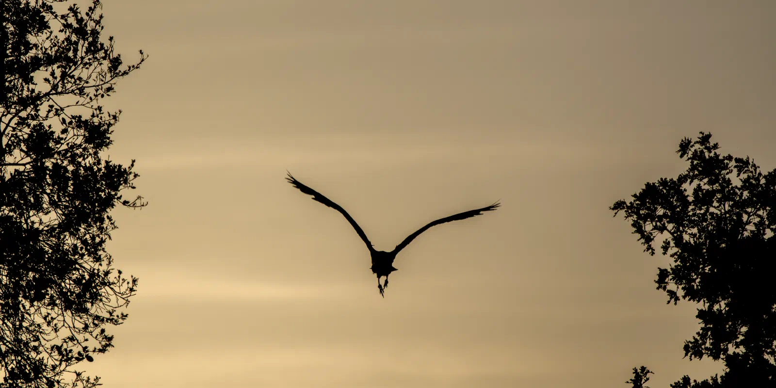 Great Blue Heron, Stanford University, 2020-05-09