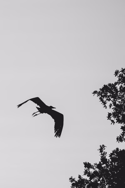 Great Blue Heron, Stanford University, 2020-05-09