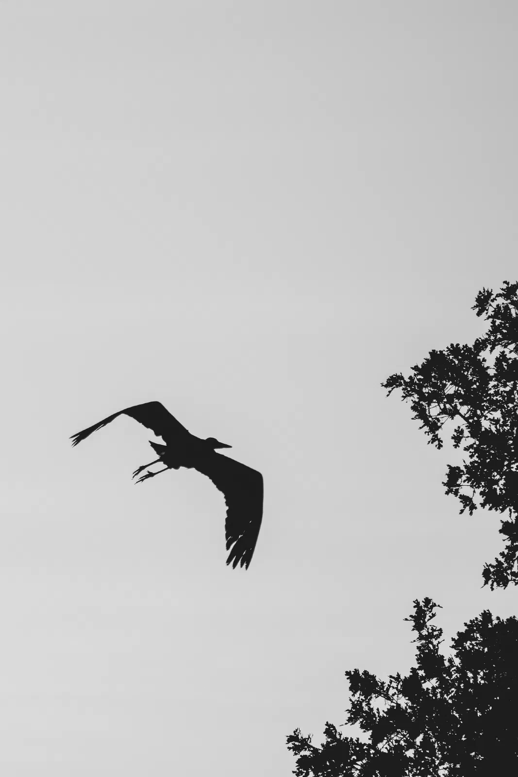 Great Blue Heron, Stanford University, 2020-05-09