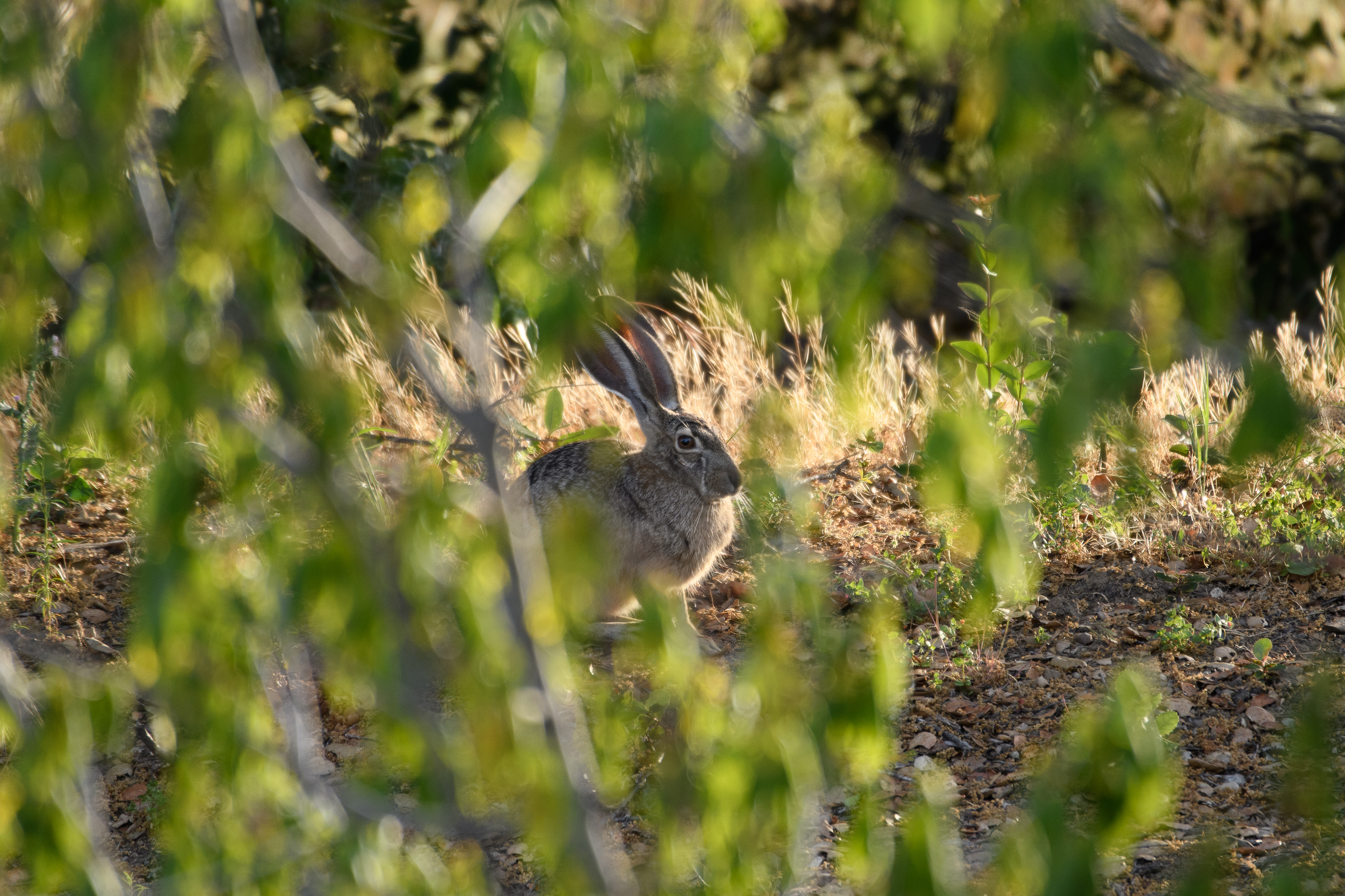 Black-tailed Jackrabbit, Stanford University, 2020-05-15