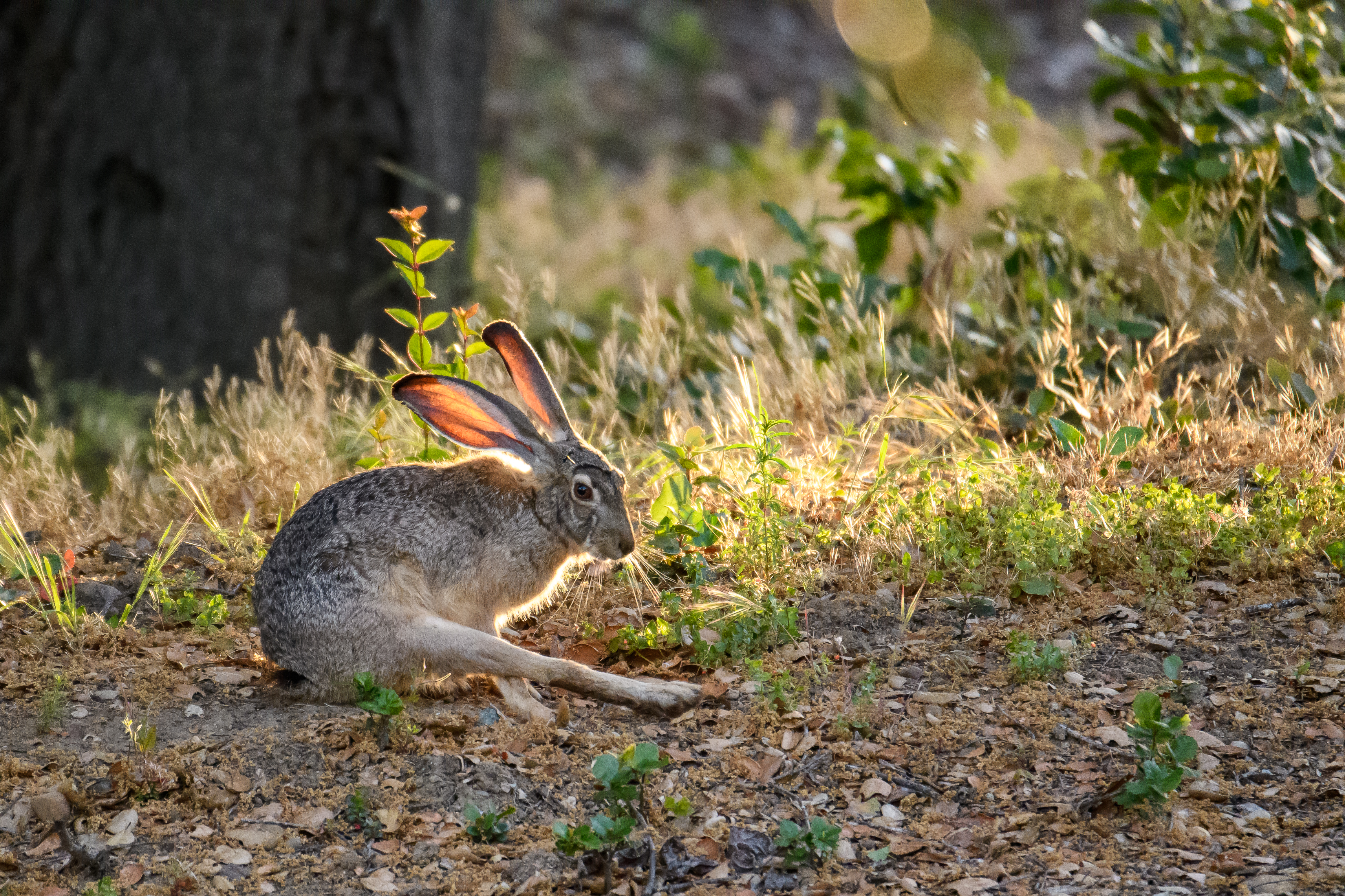 Black-tailed Jackrabbit, Stanford University, 2020-05-15