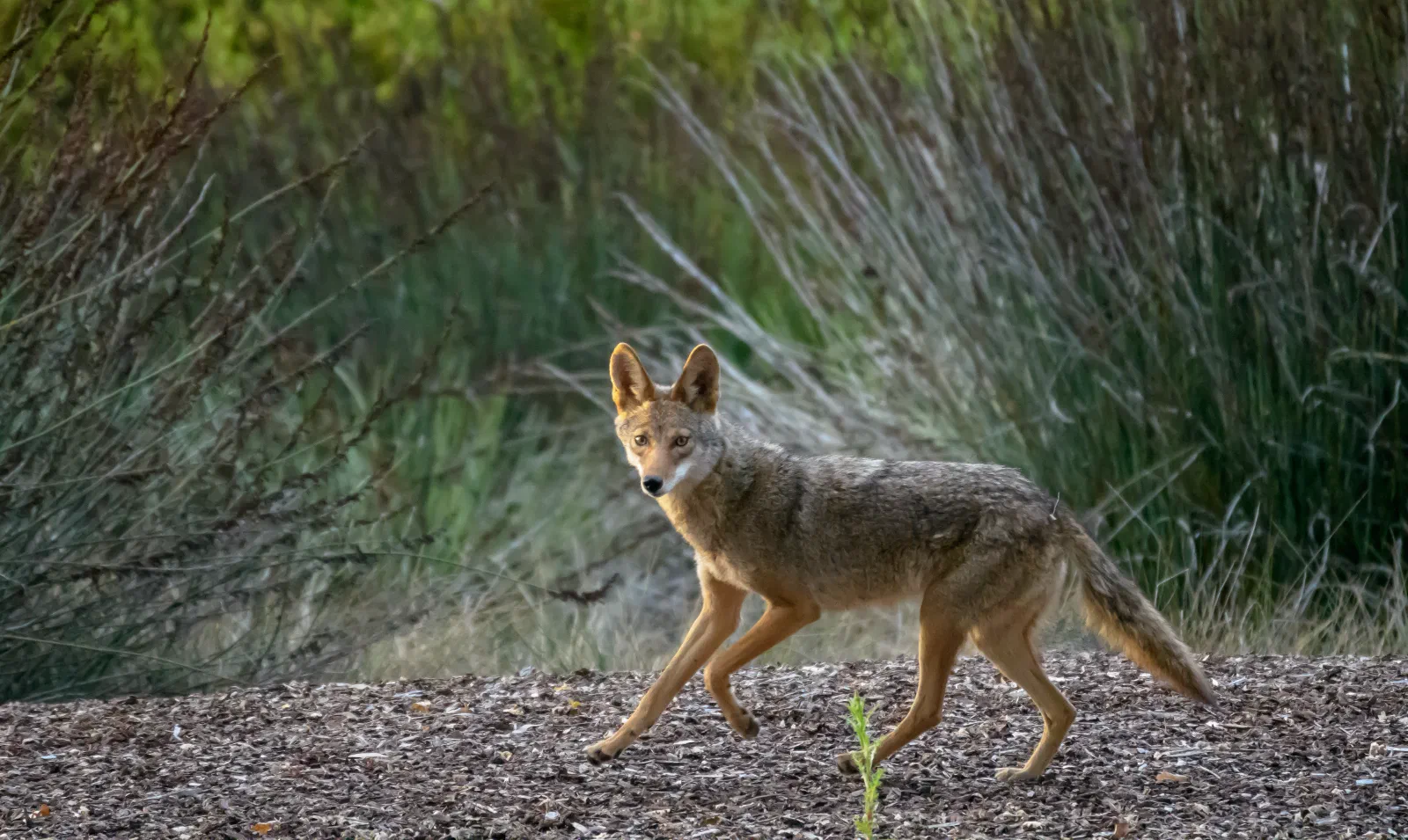 Coyote, Stanford University, 2020-05-15