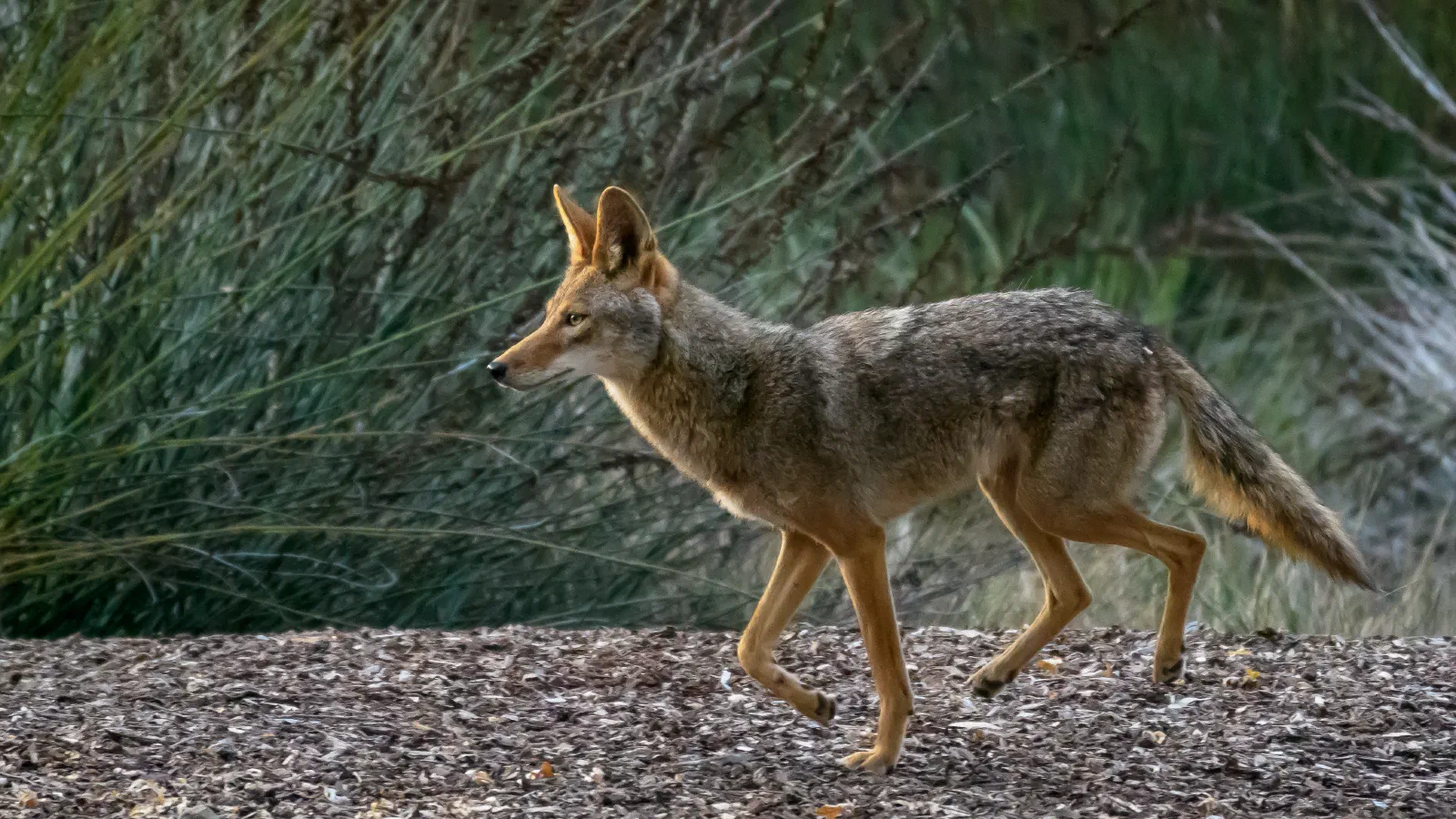 Coyote, Stanford University, 2020-05-15
