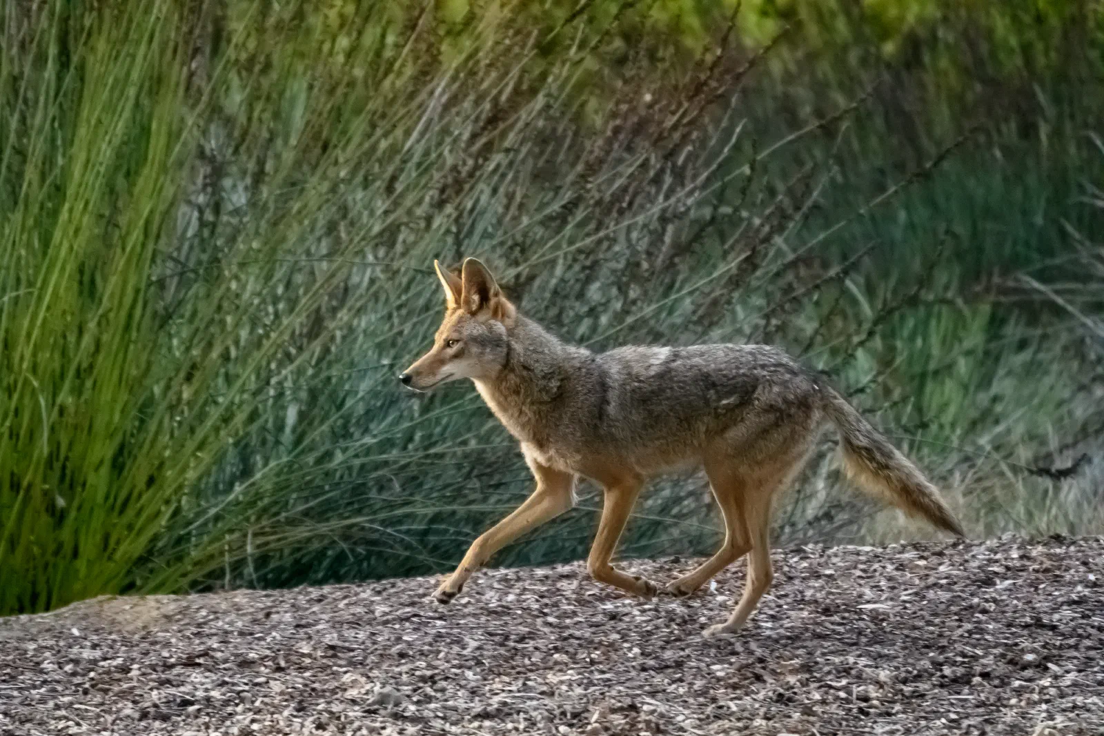 Coyote, Stanford University, 2020-05-15