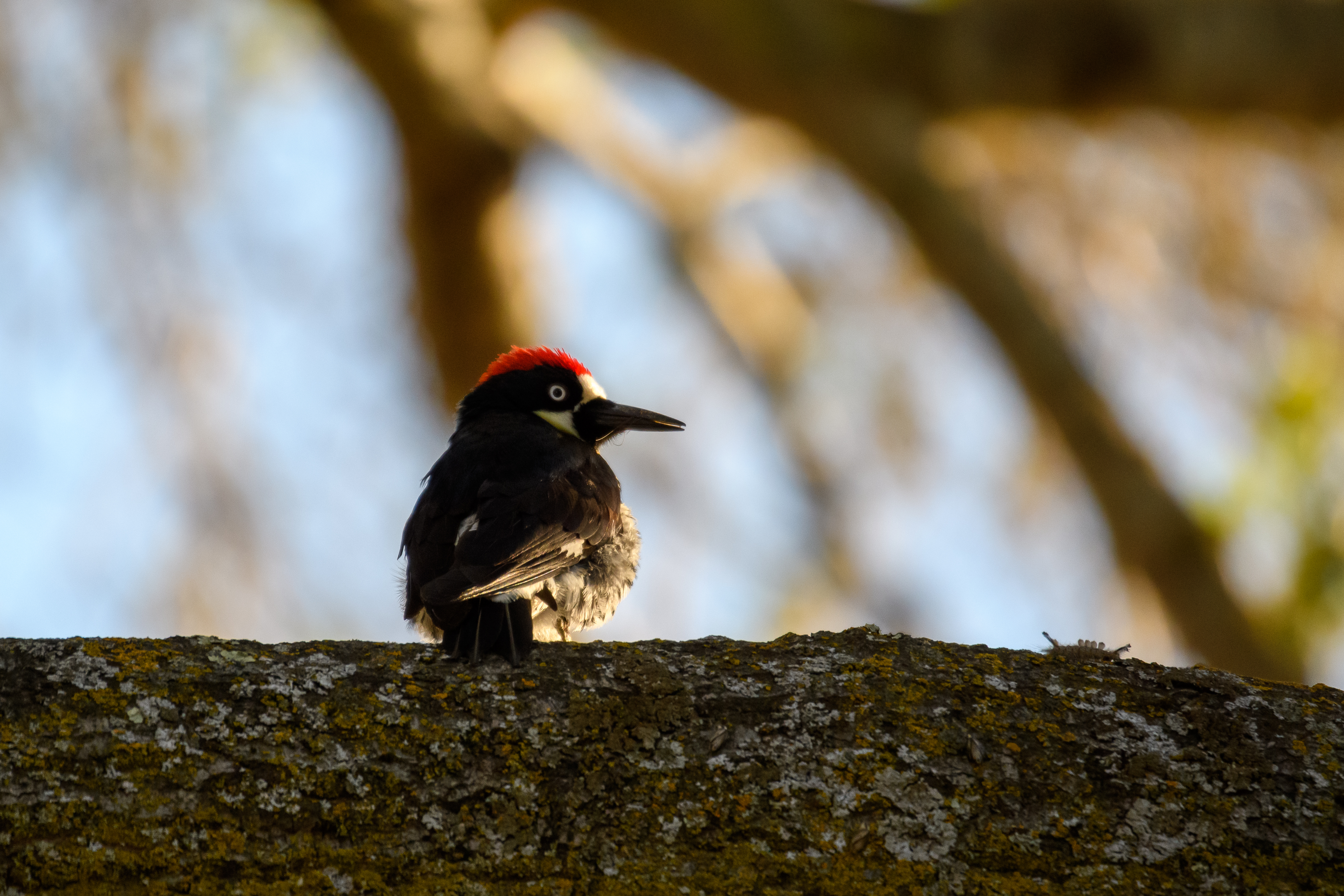 Acorn Woodpecker, Stanford University, 2020-05-18
