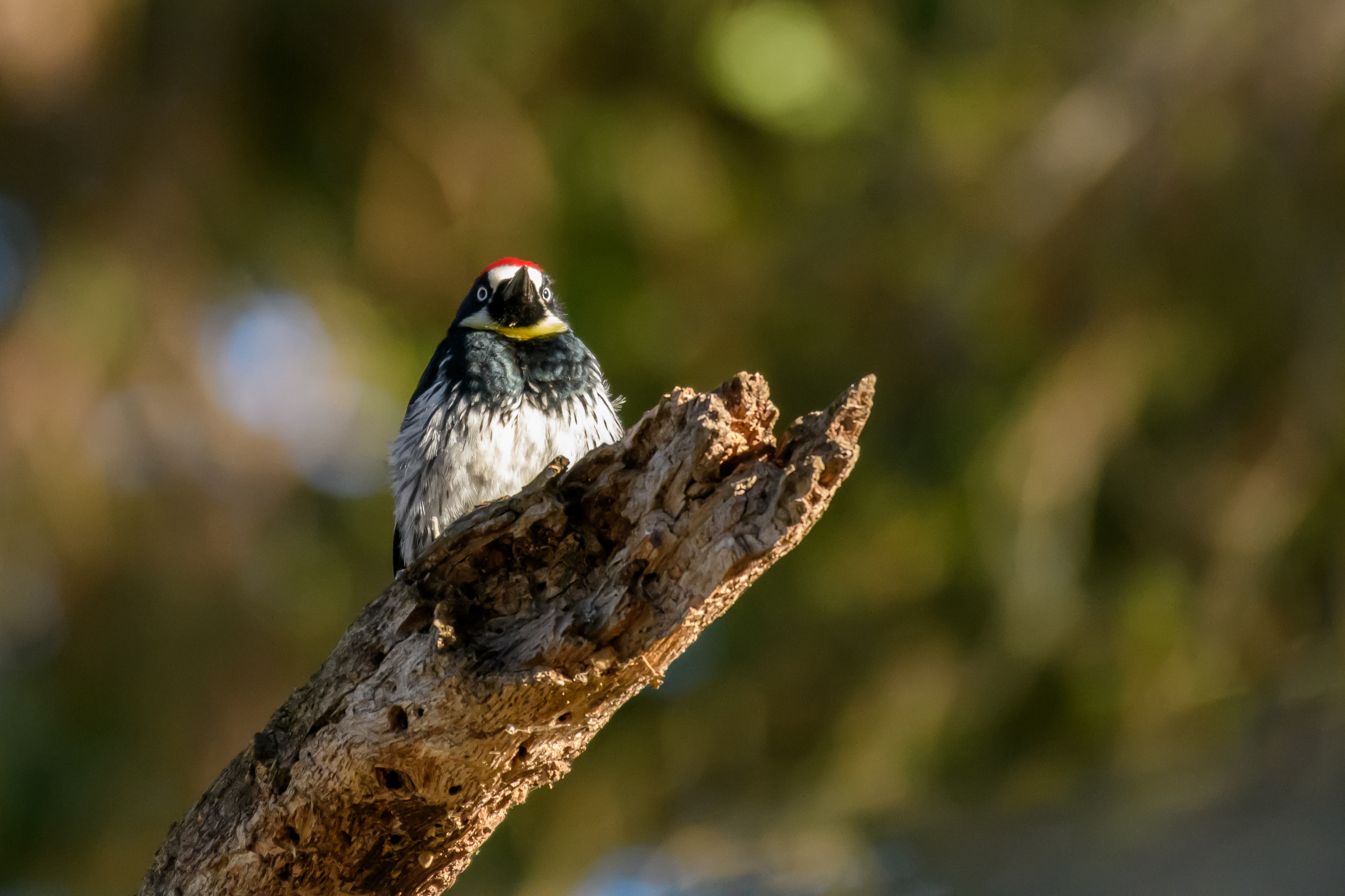 Acorn Woodpecker, Stanford University, 2020-05-18