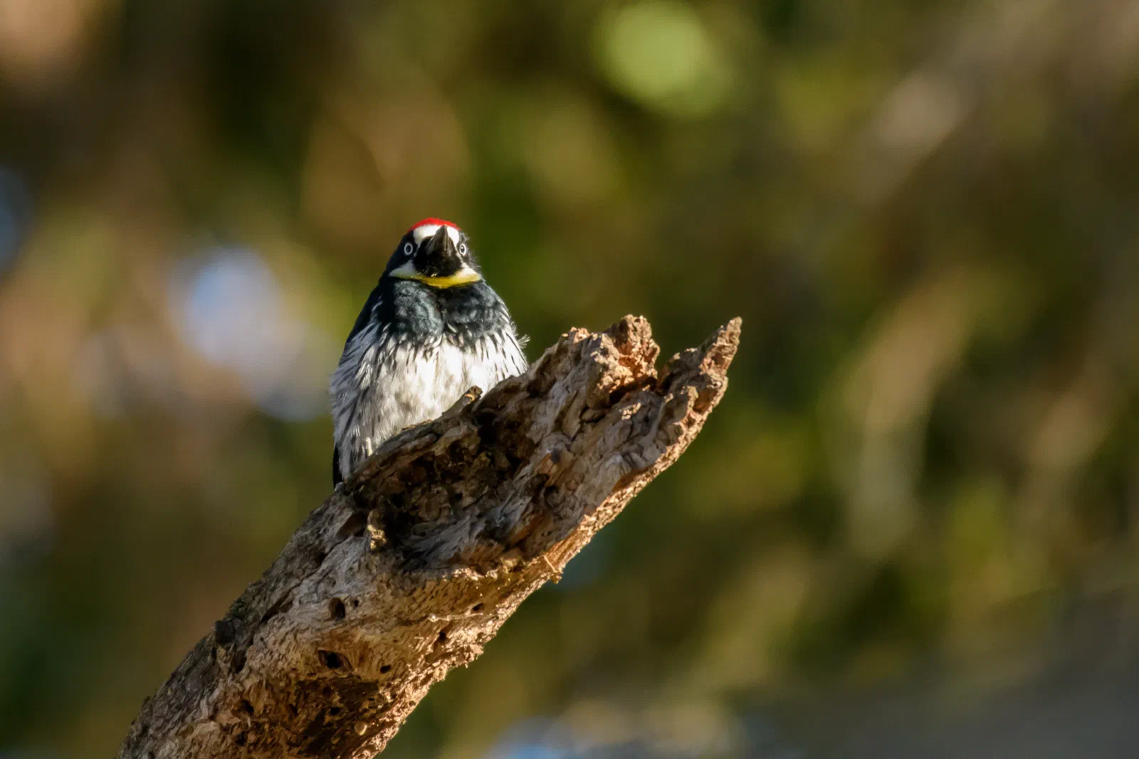 Acorn Woodpecker, Stanford University, 2020-05-18